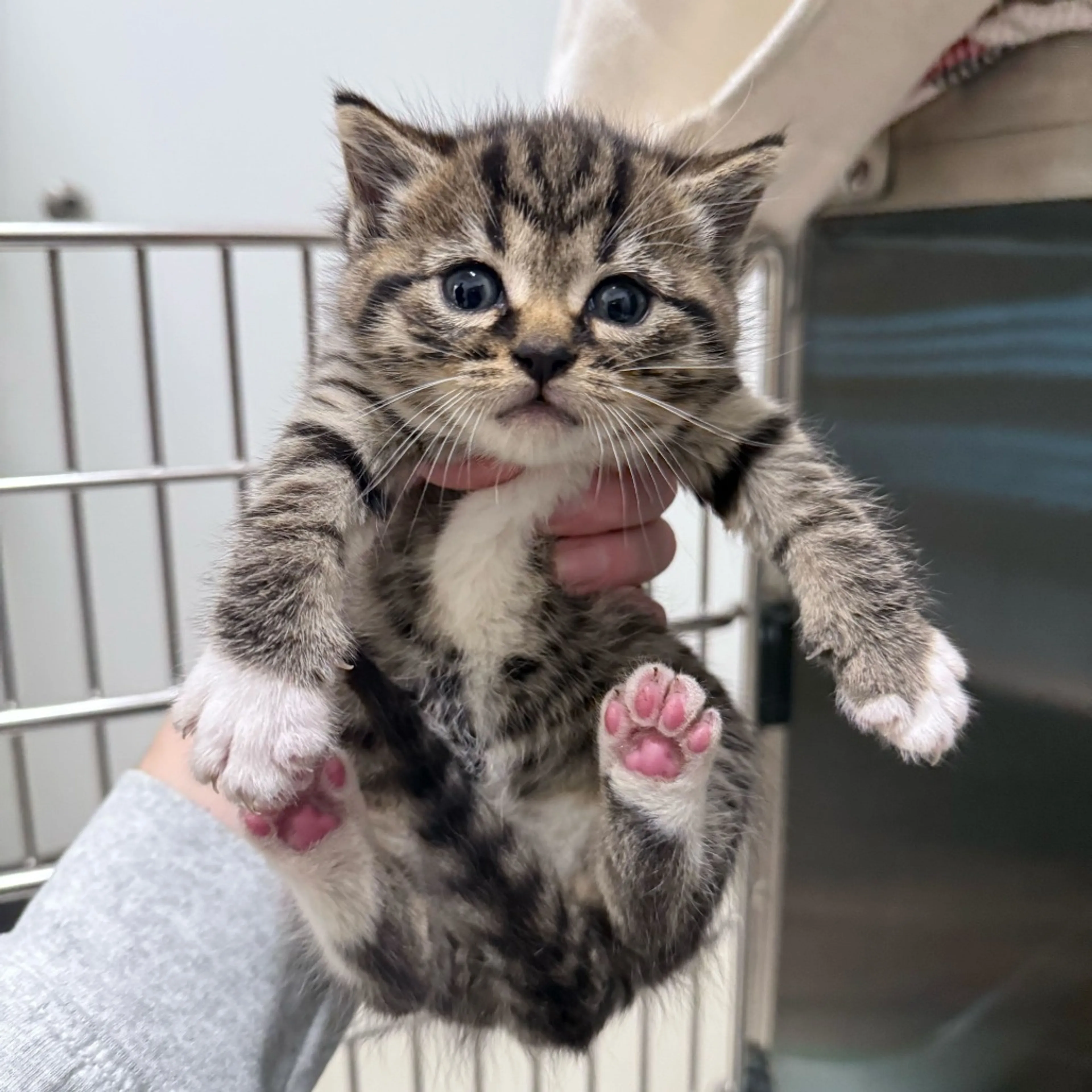 Found pet