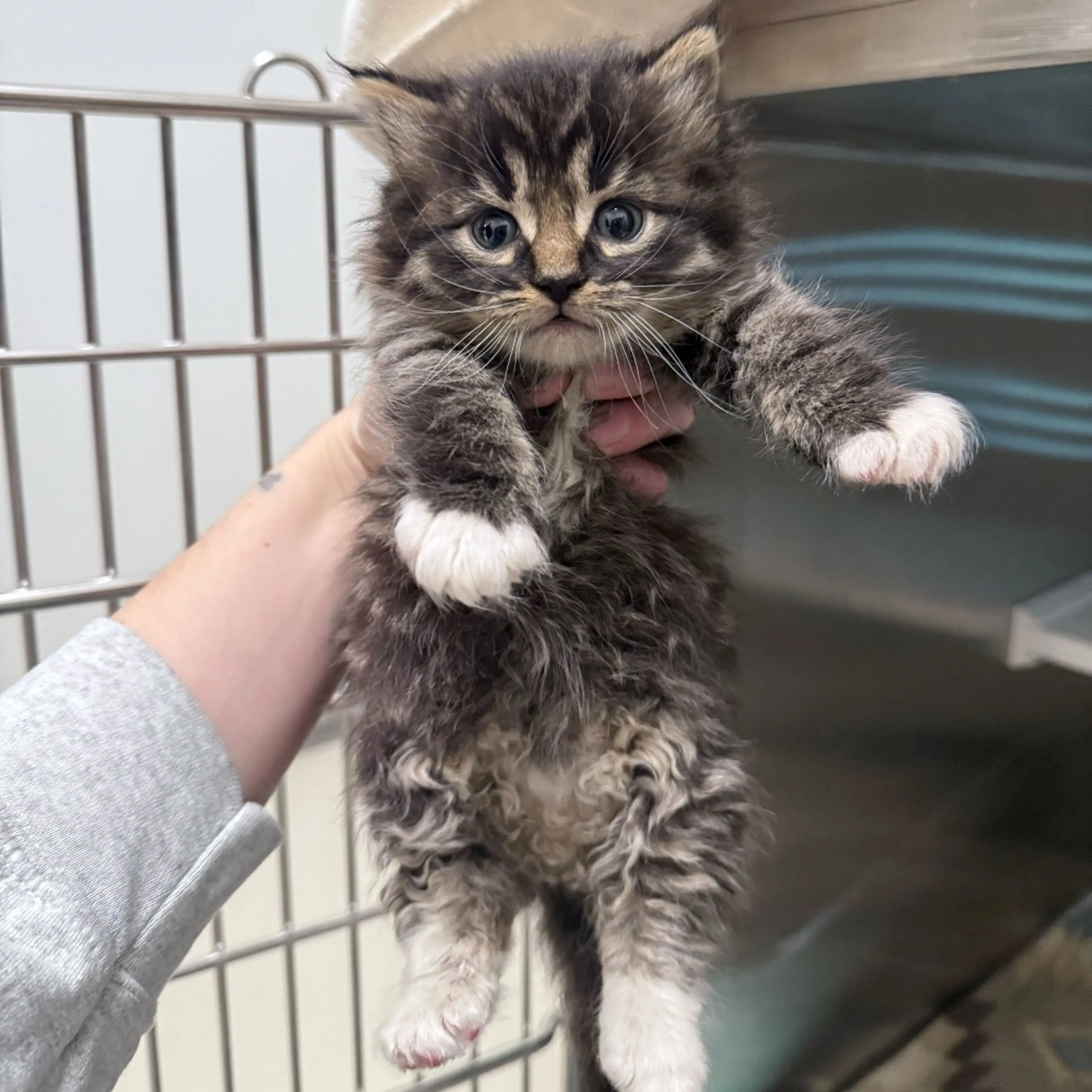 Found pet