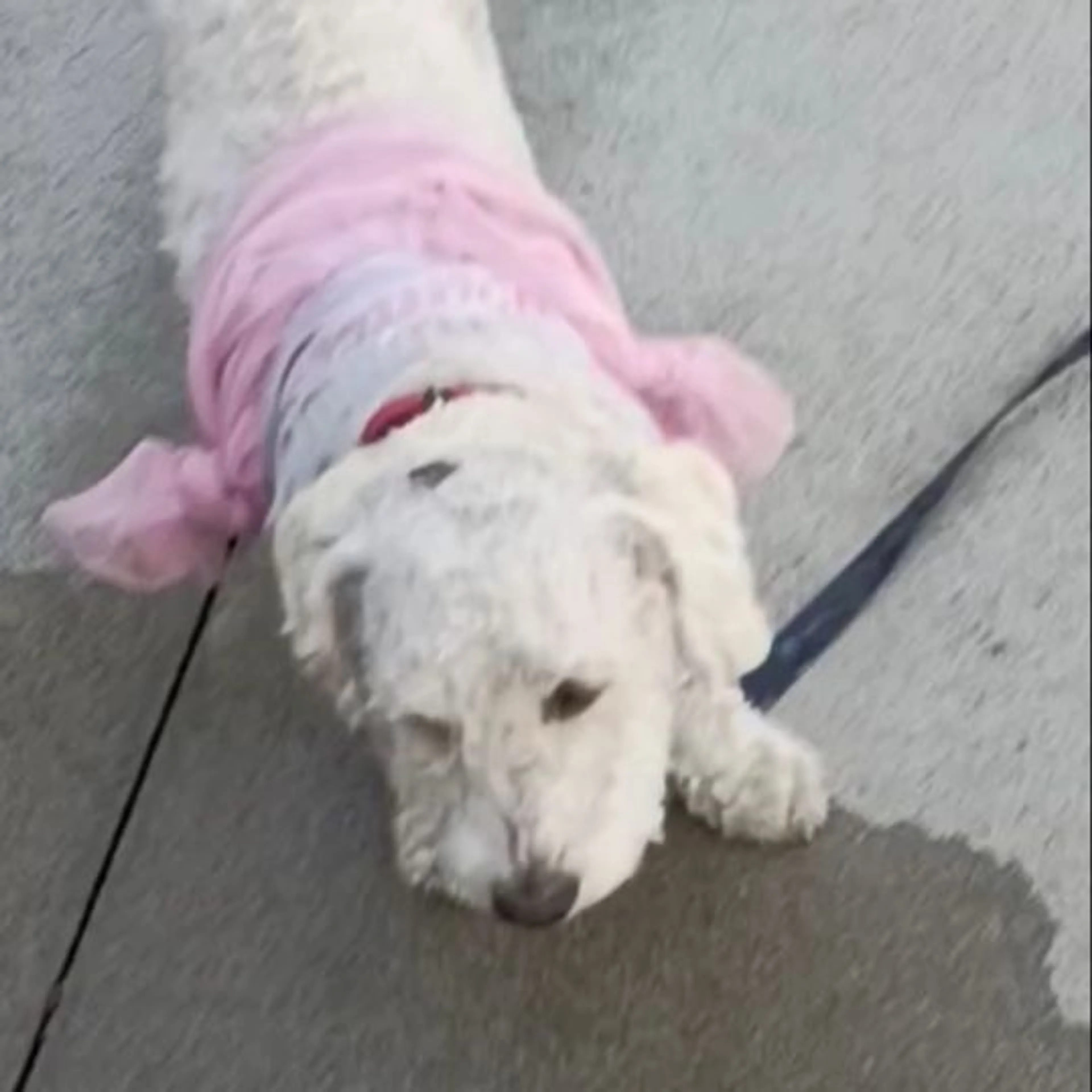 Lost pet