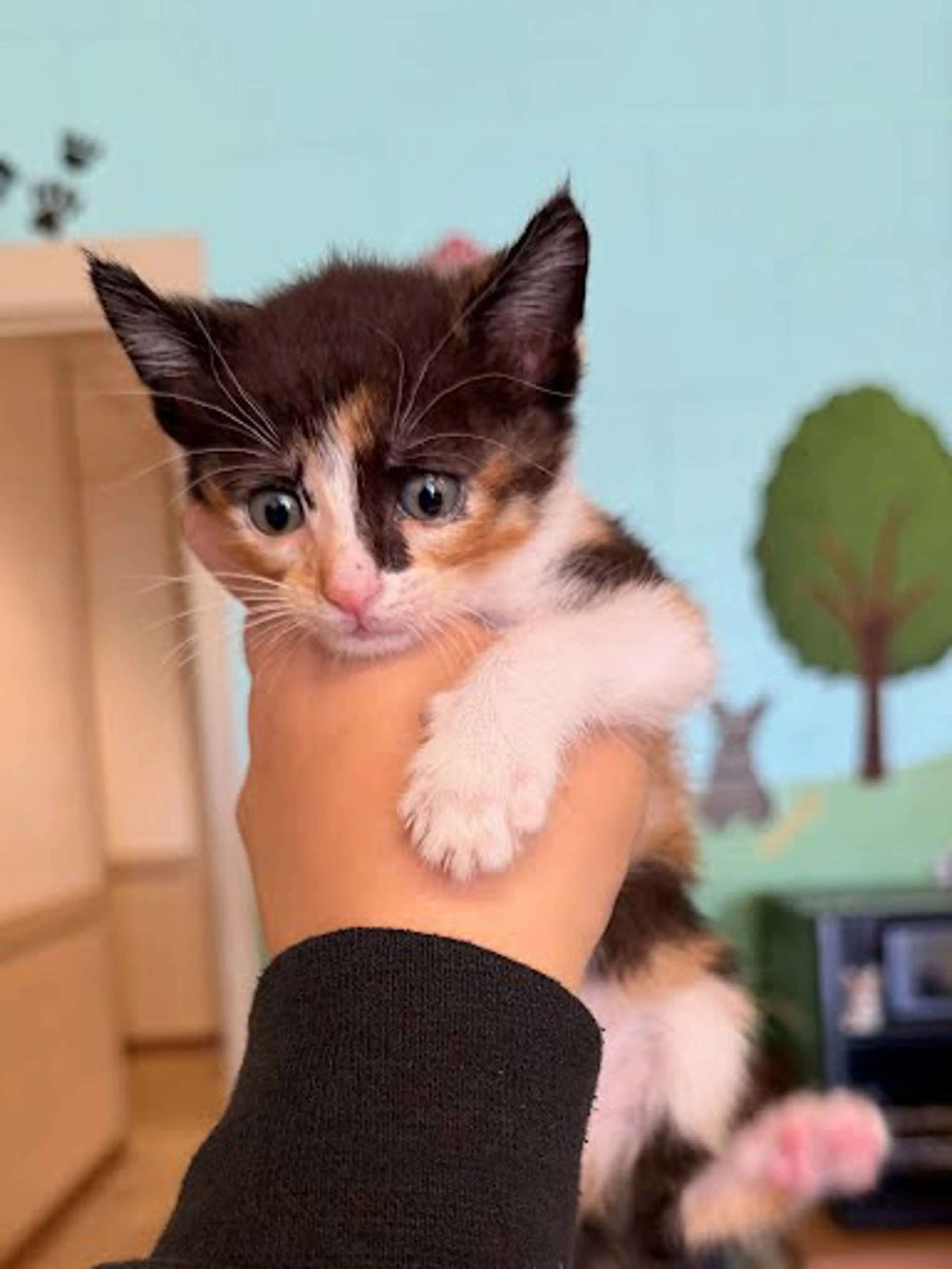 Found pet