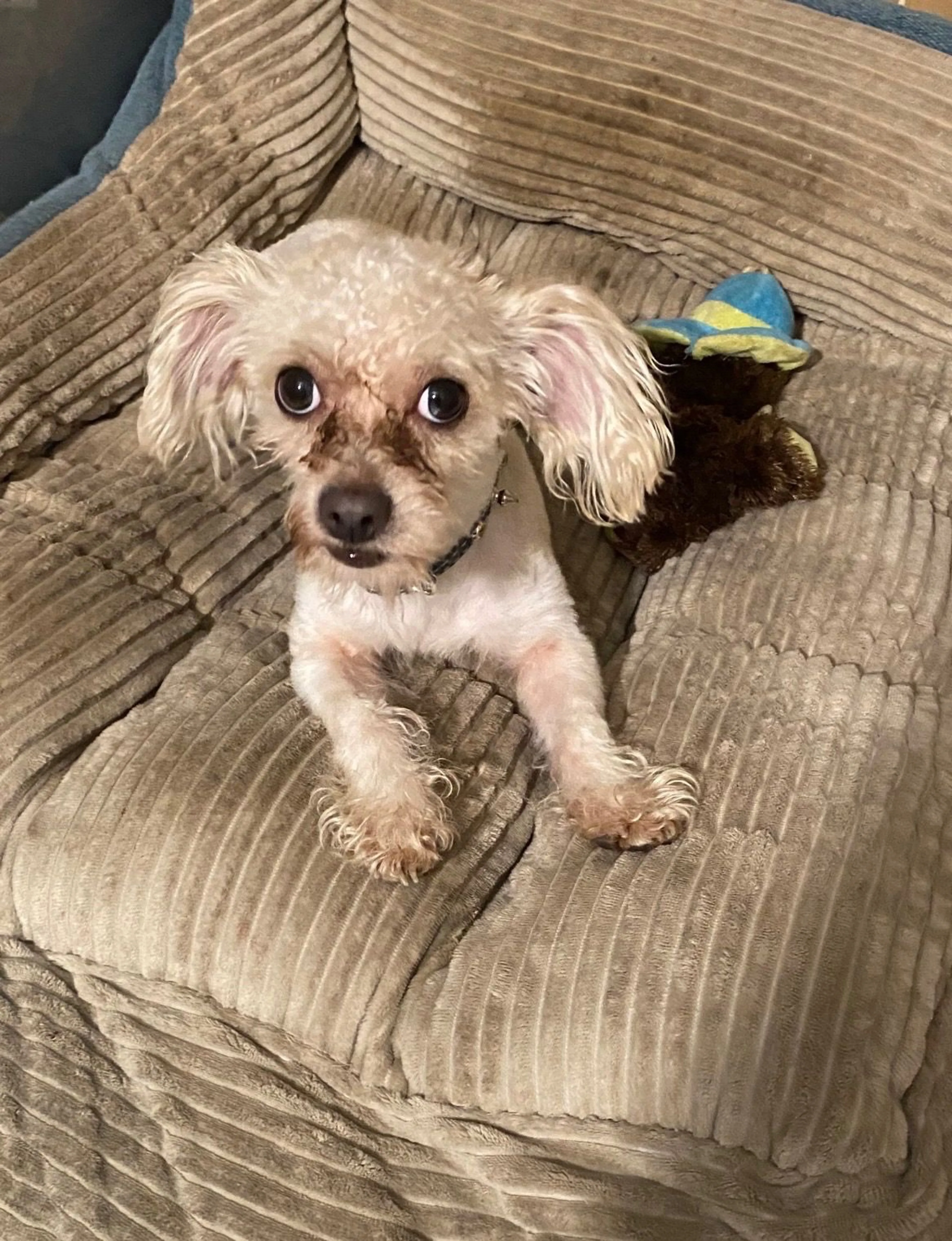 Lost pet-0