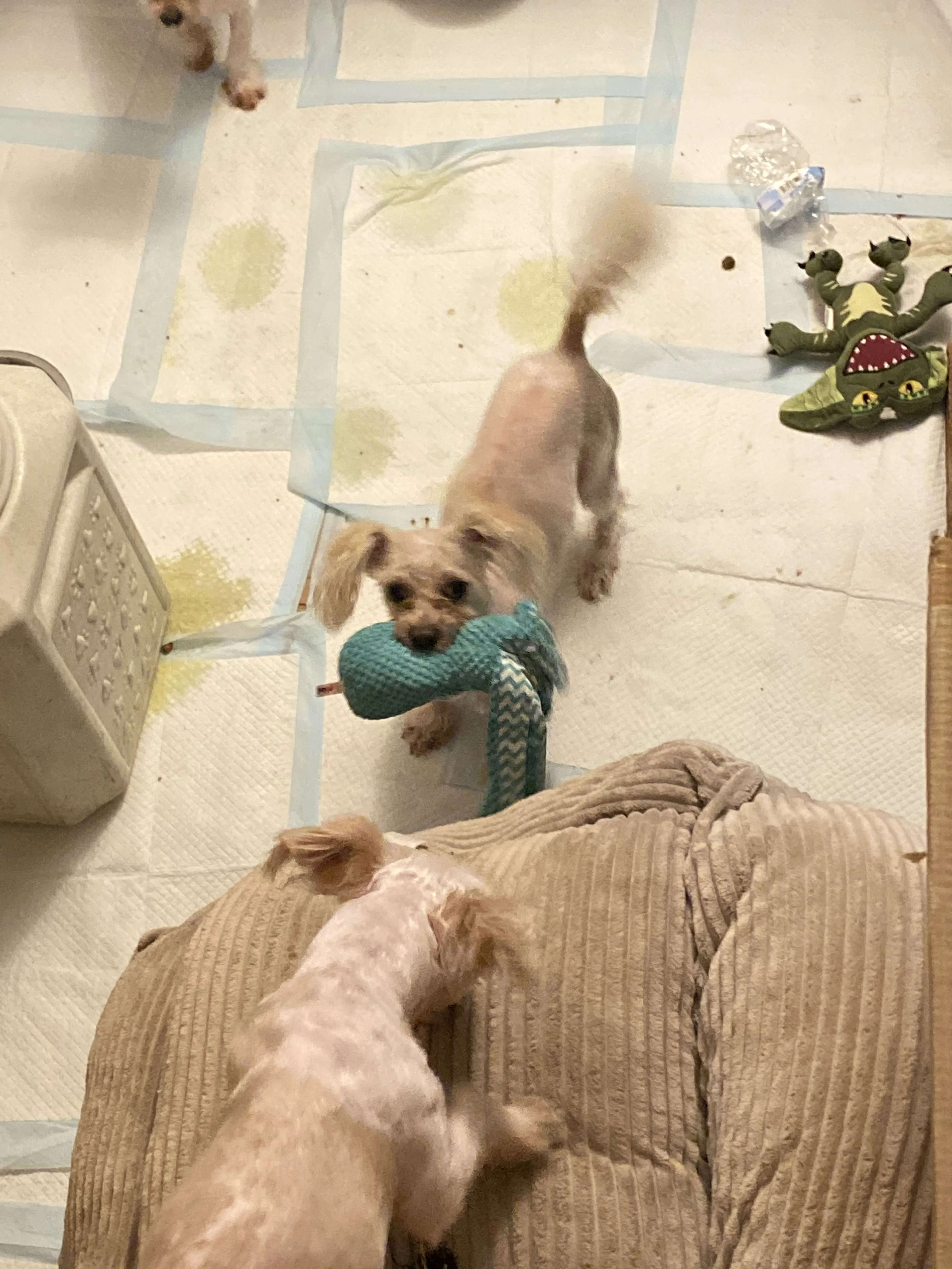 Lost pet-1