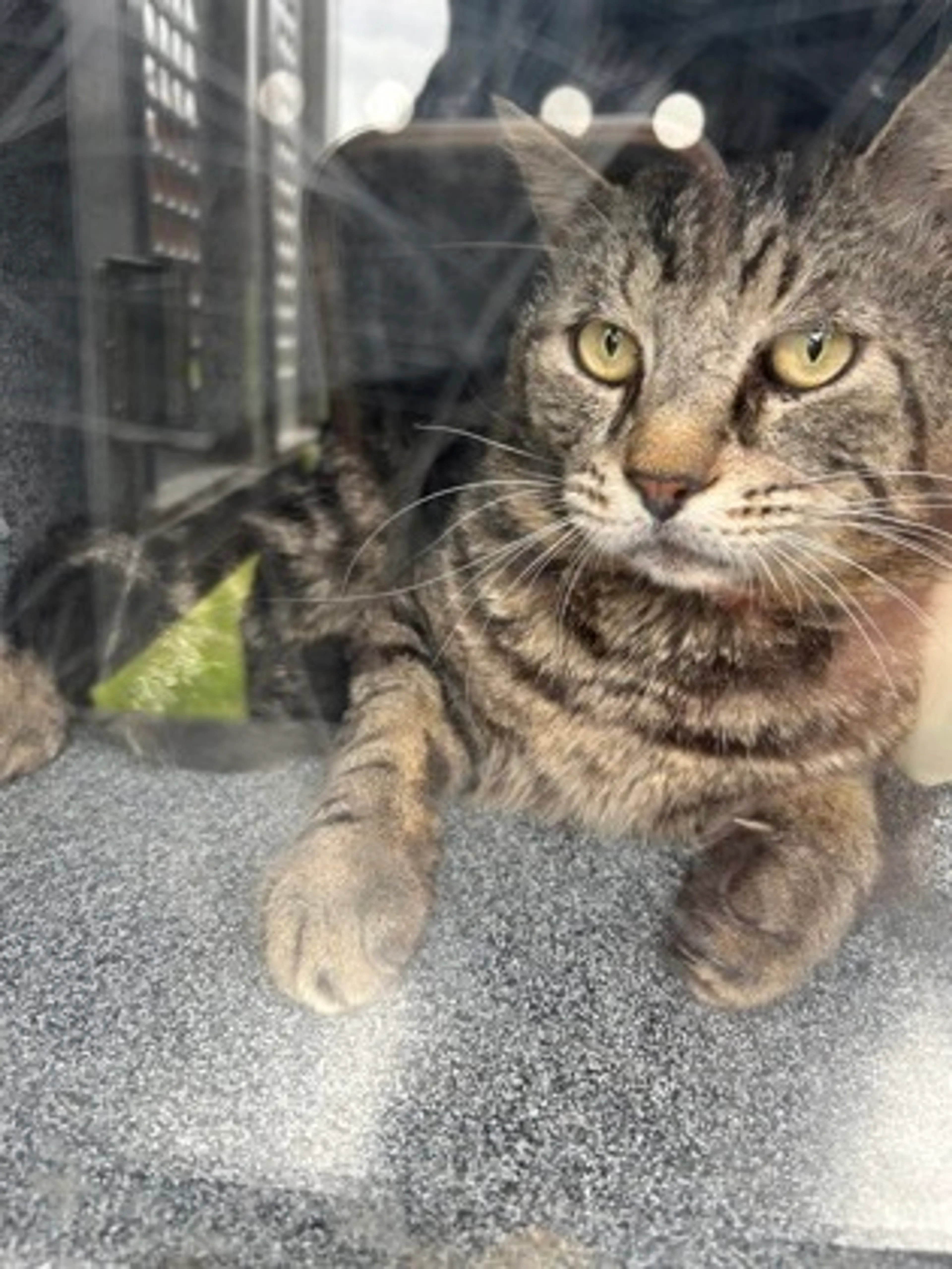 Found pet