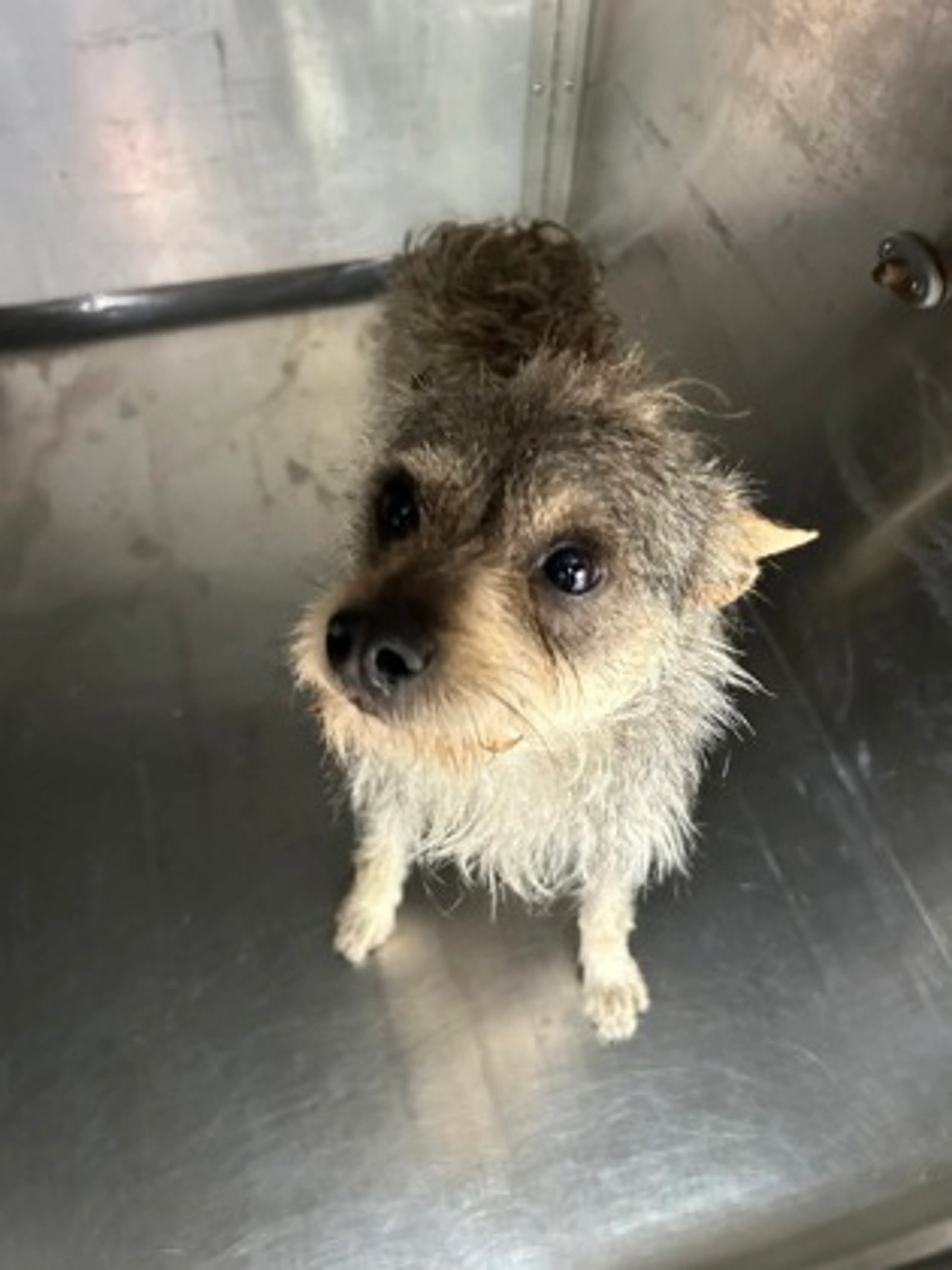 Found pet