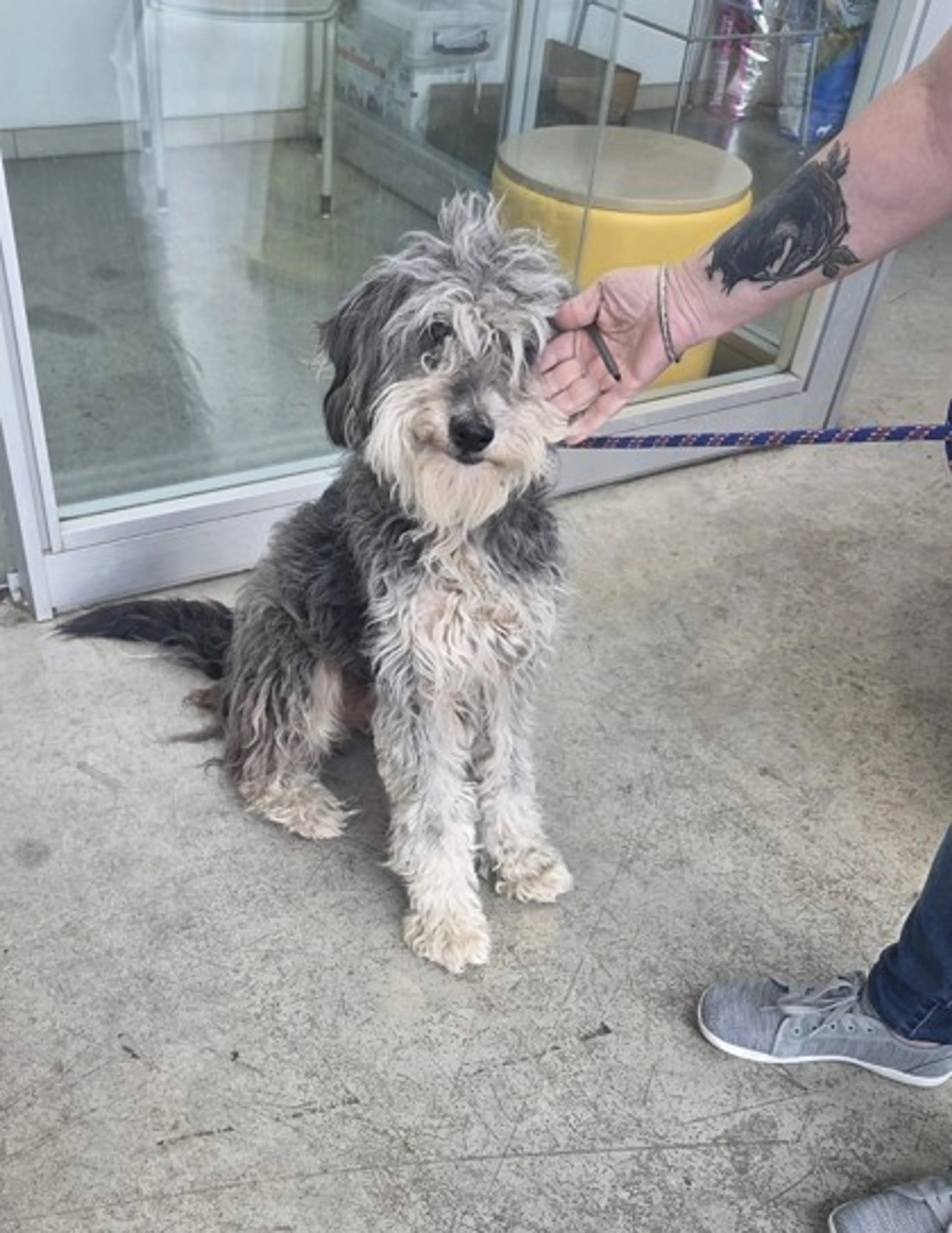 Found pet-1