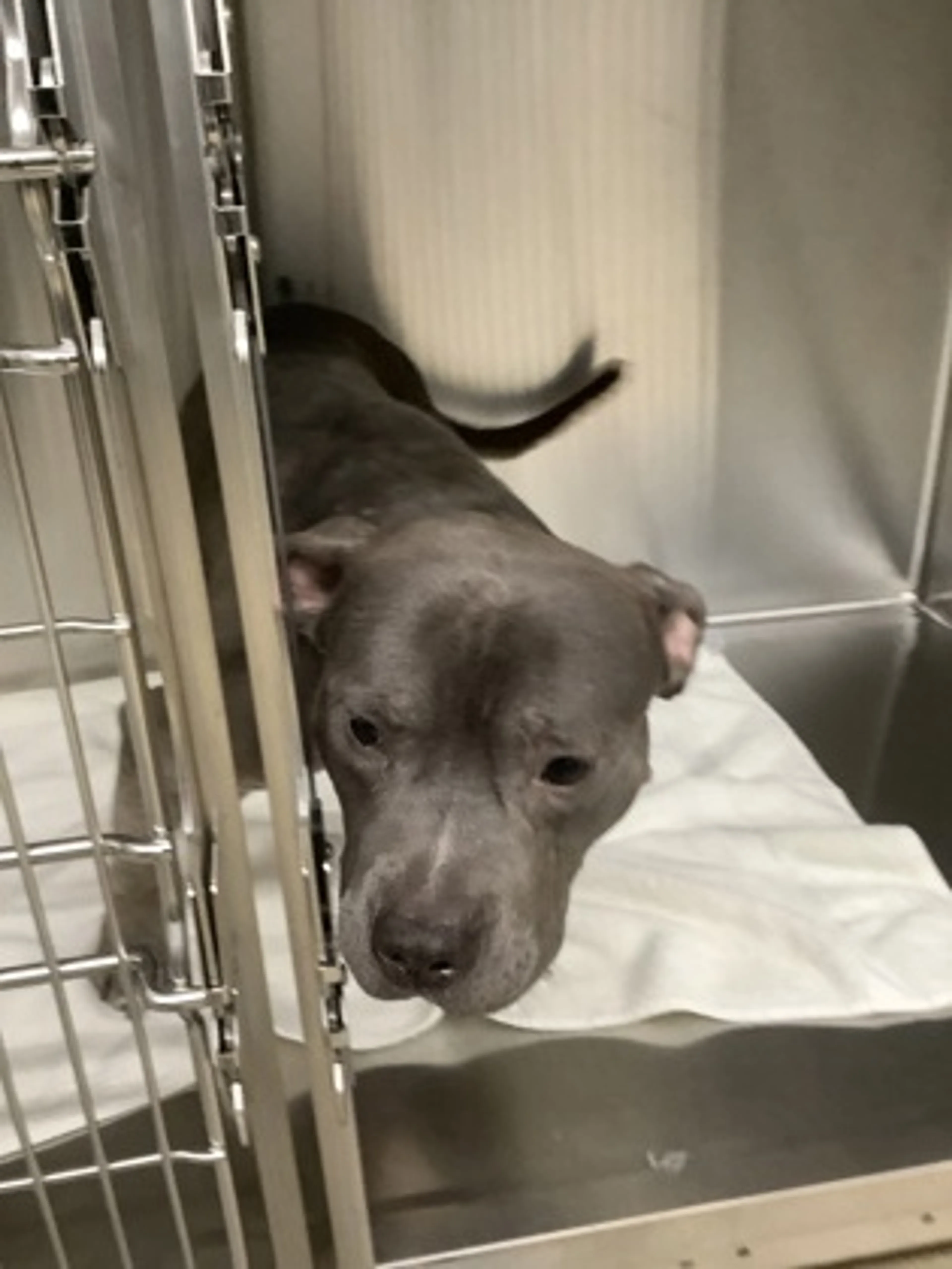 Found pet