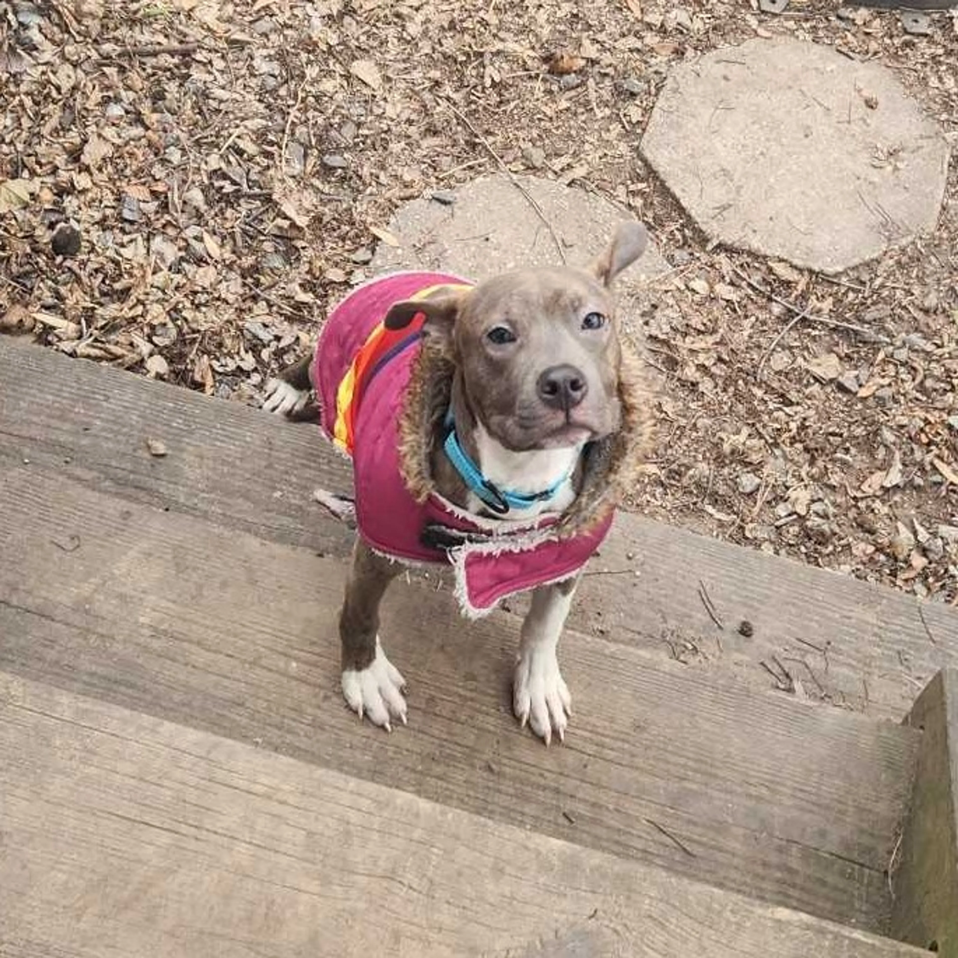 Found pet-2