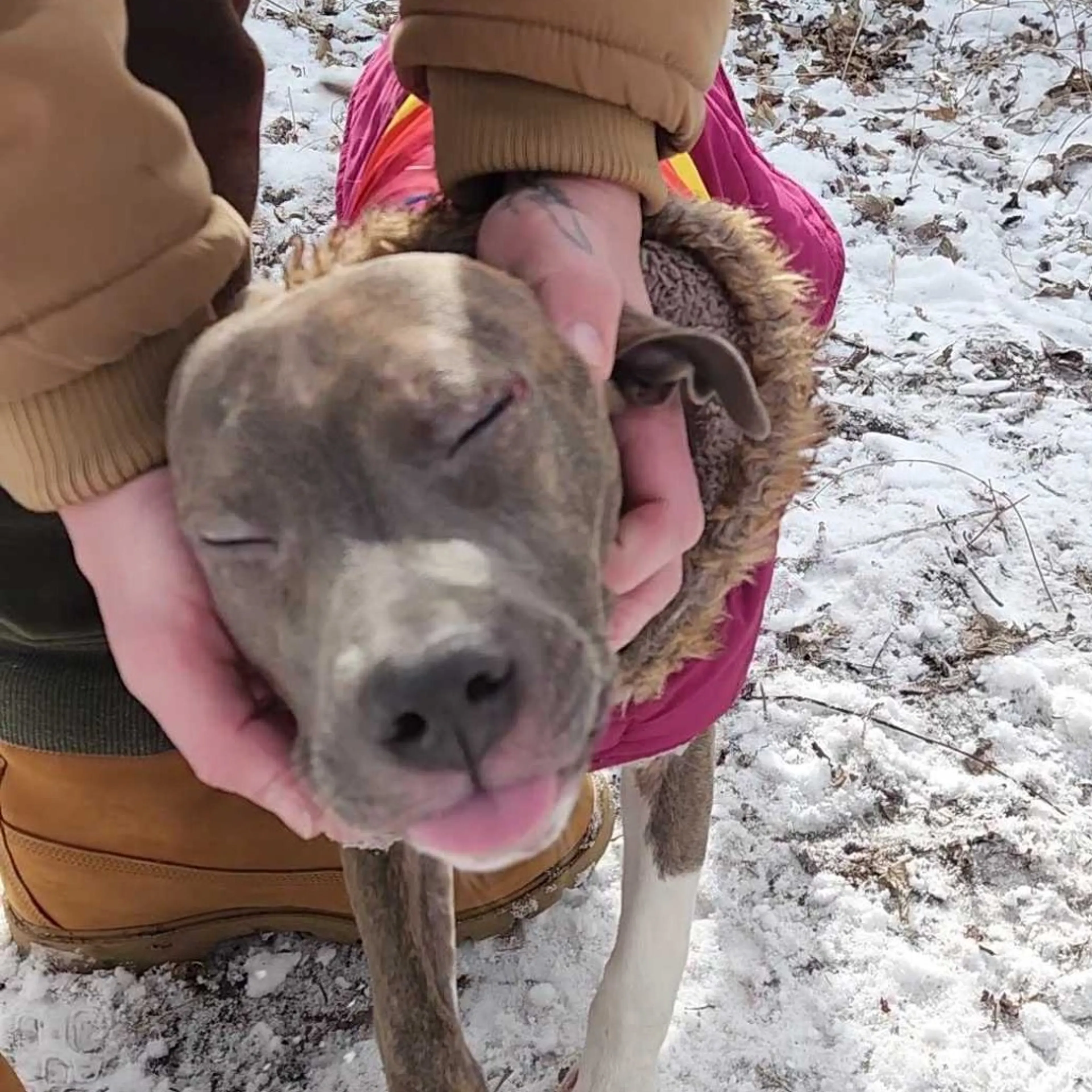 Found pet-3