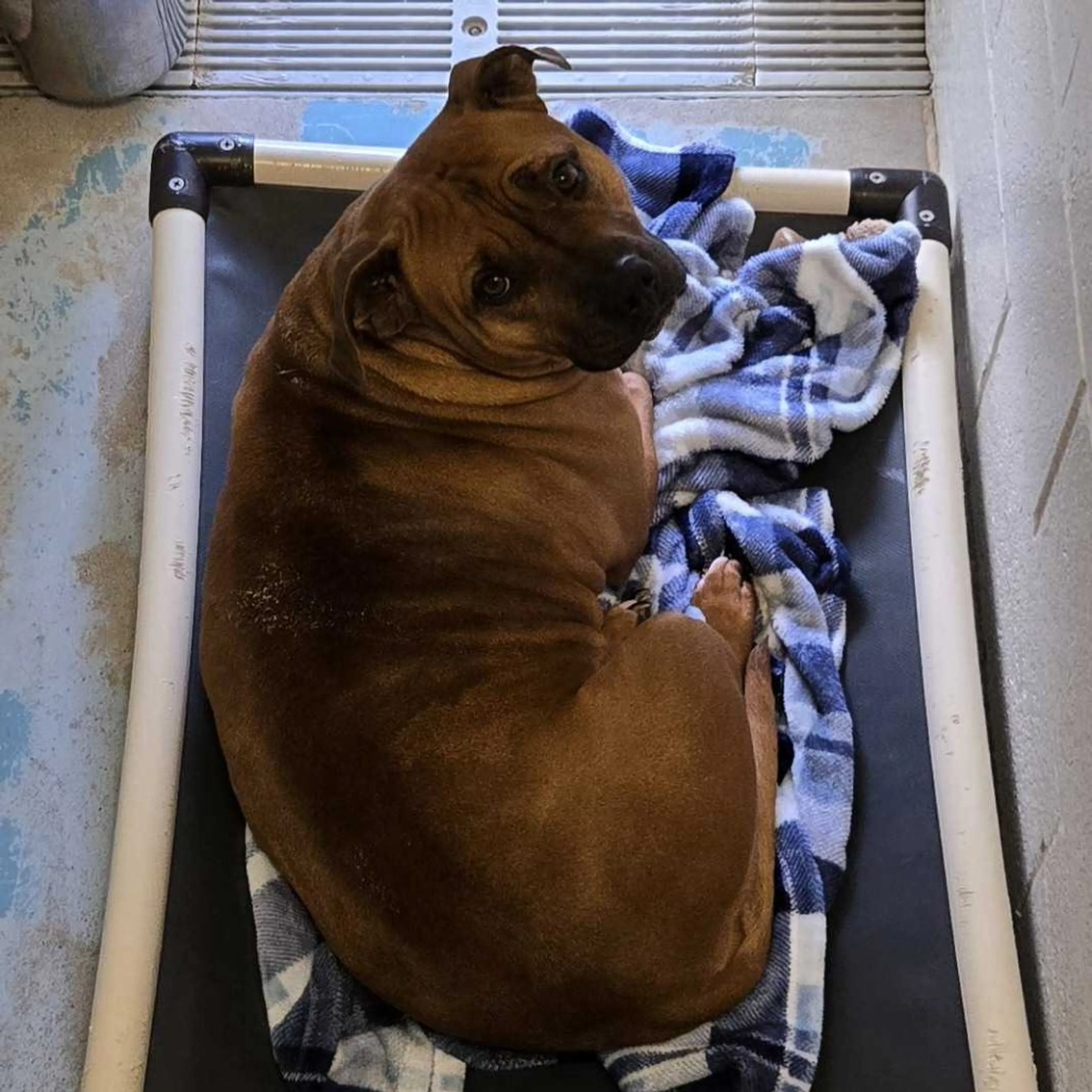 Found pet-4