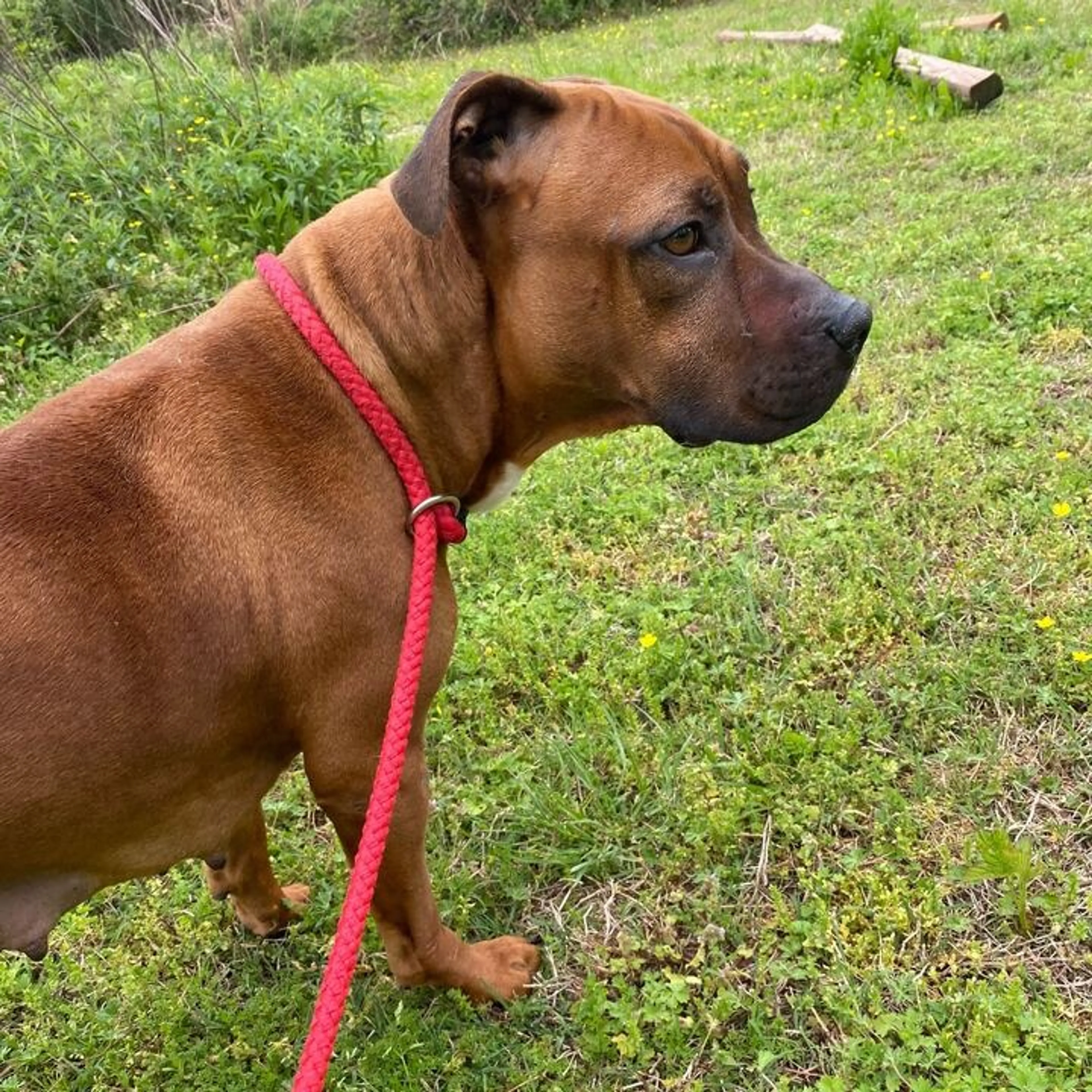 Found pet-1