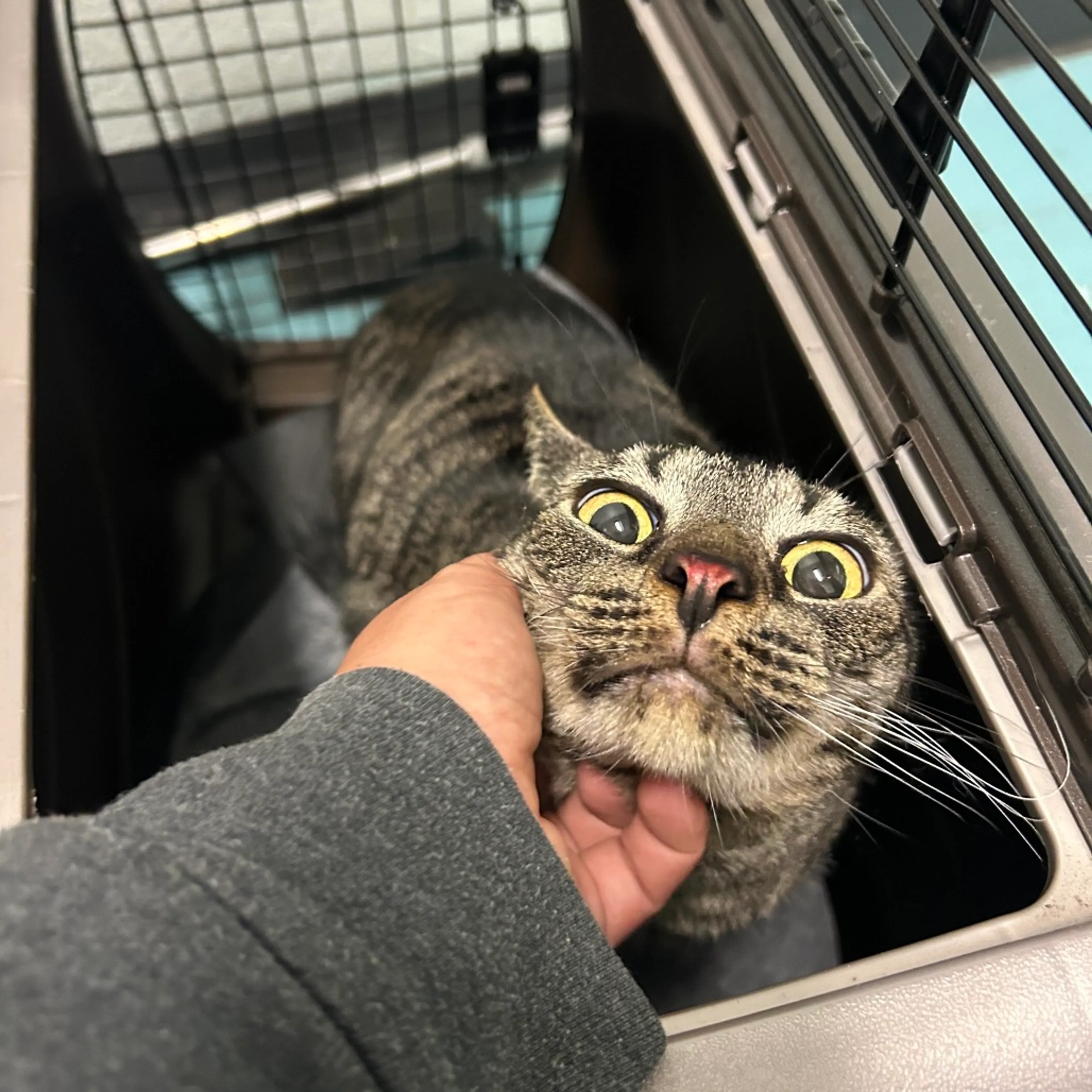 Found pet-2