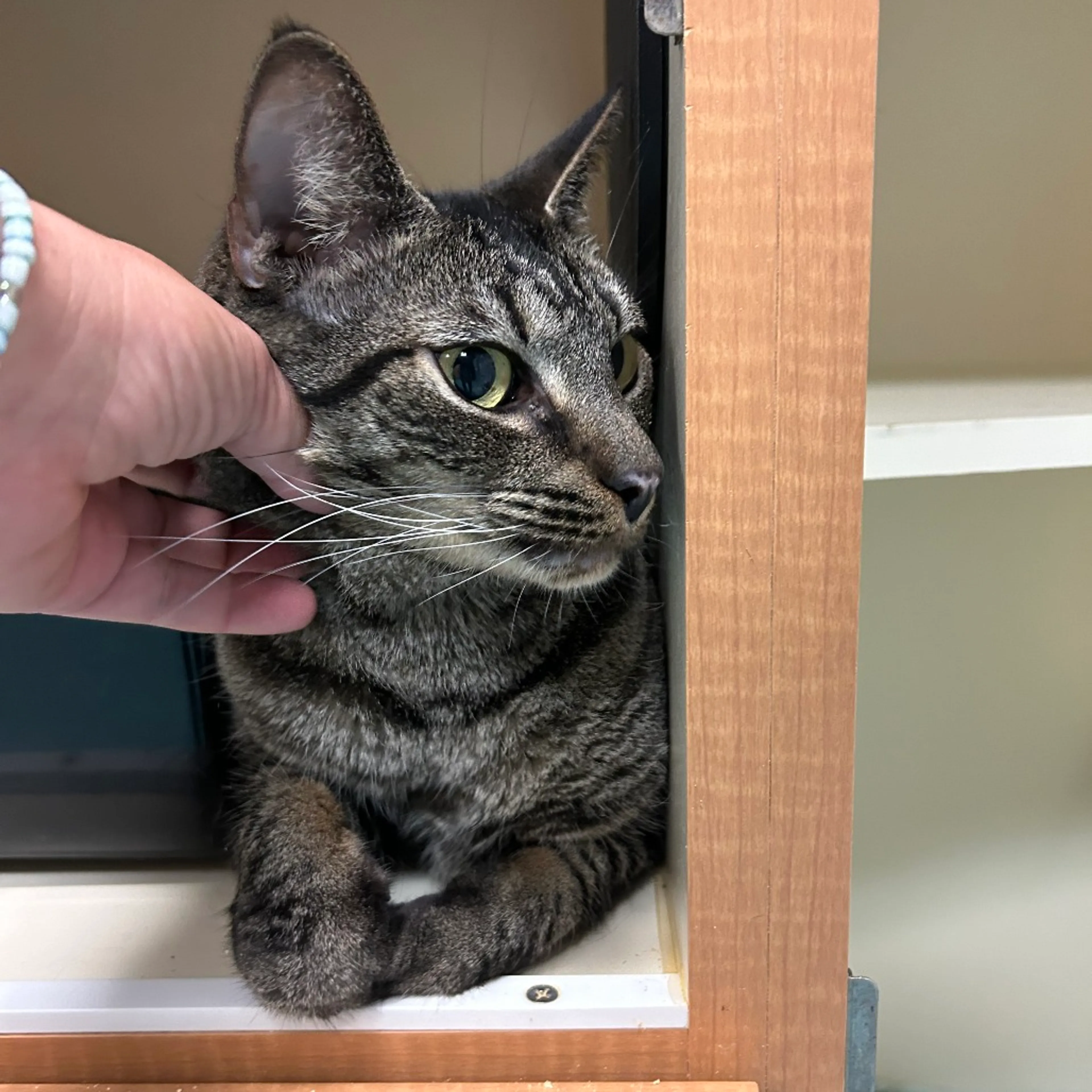 Found pet-3