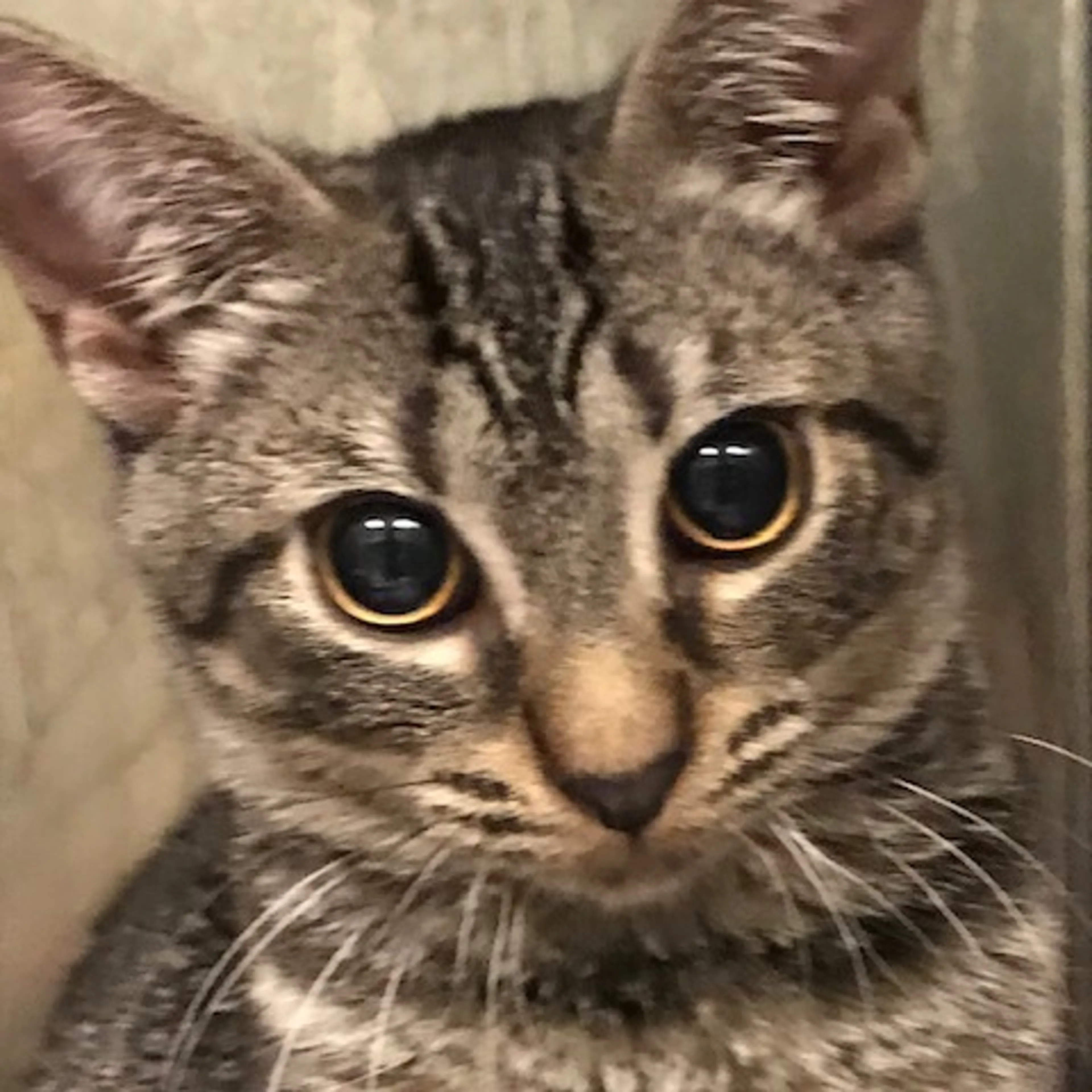 Found pet-1