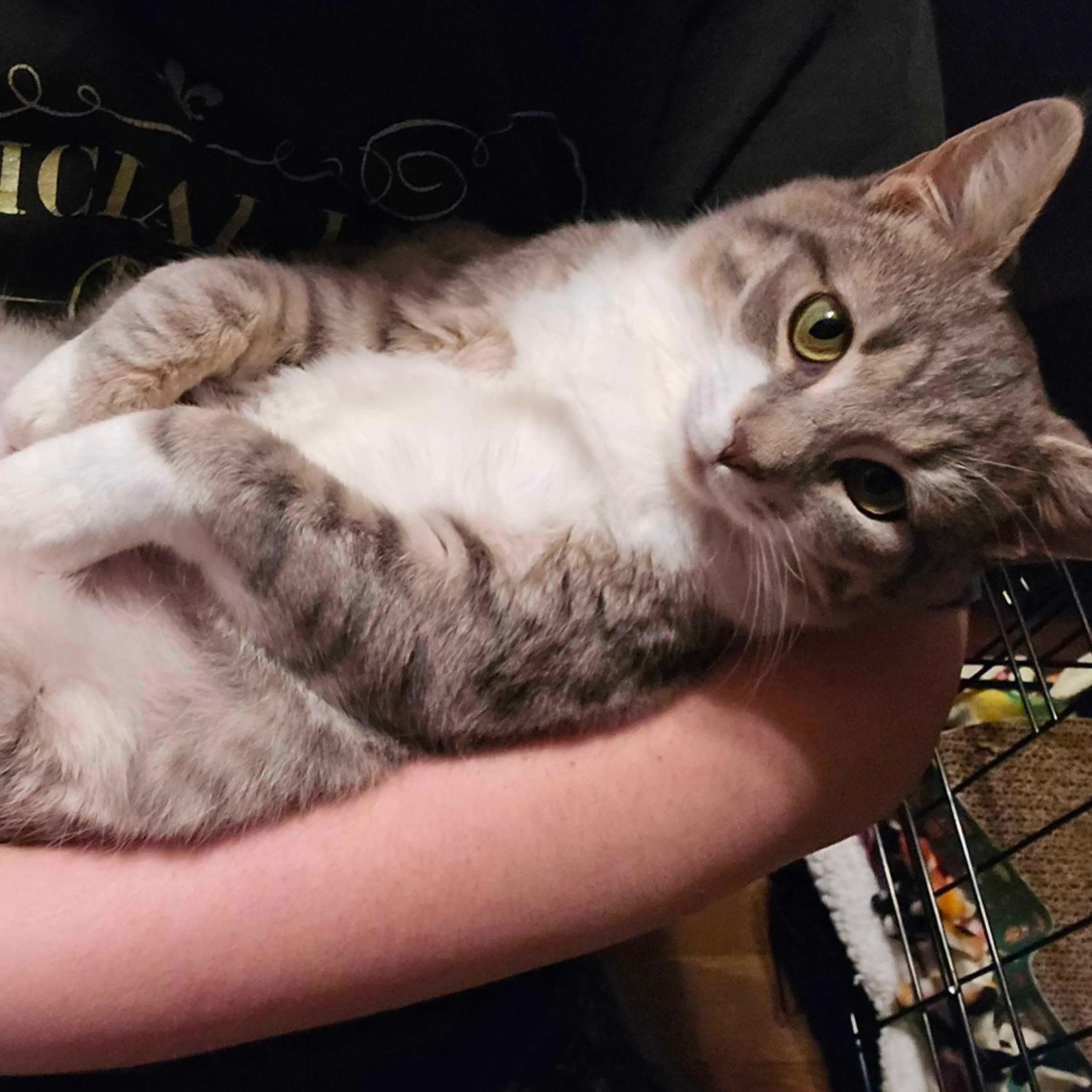 Found pet