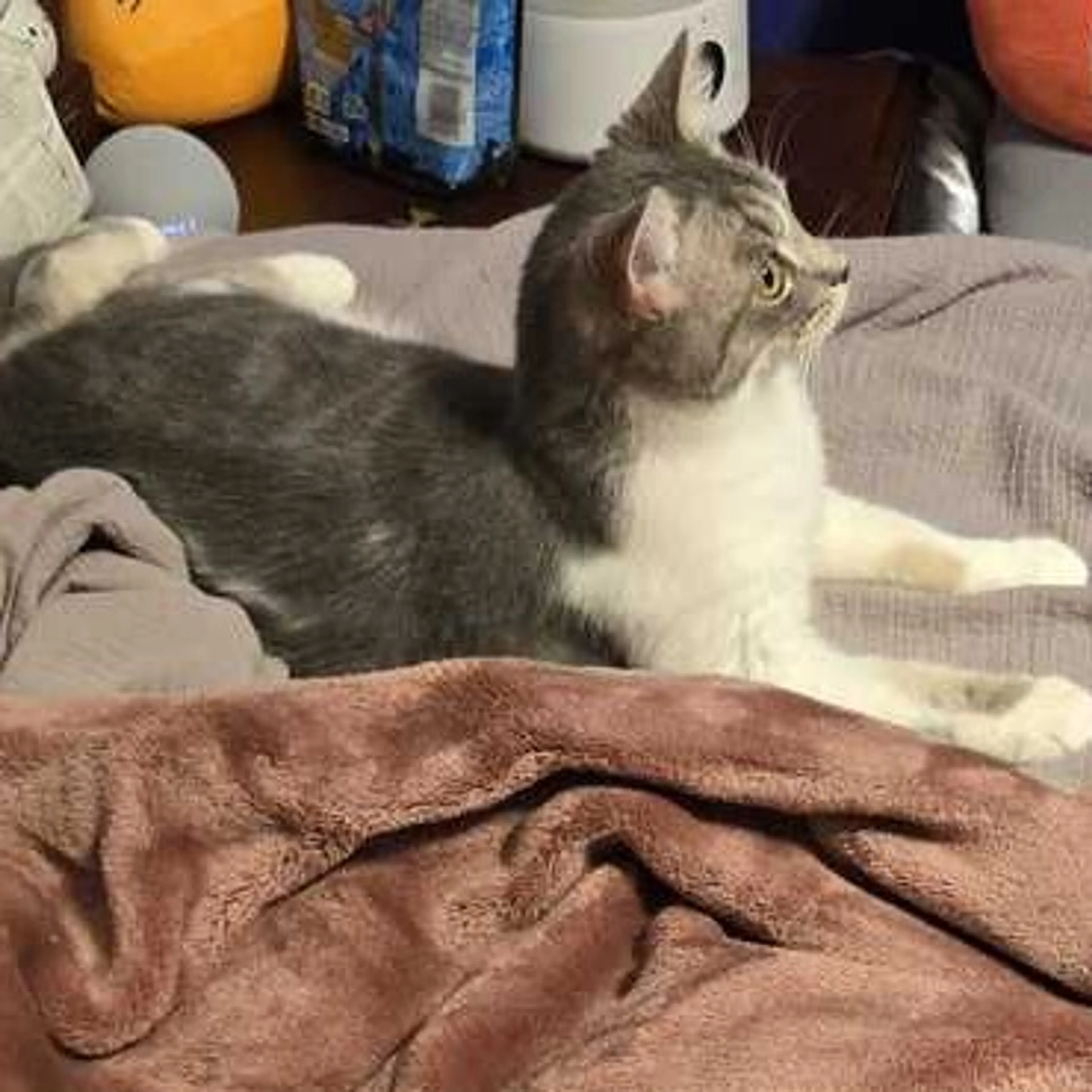 Found pet-1