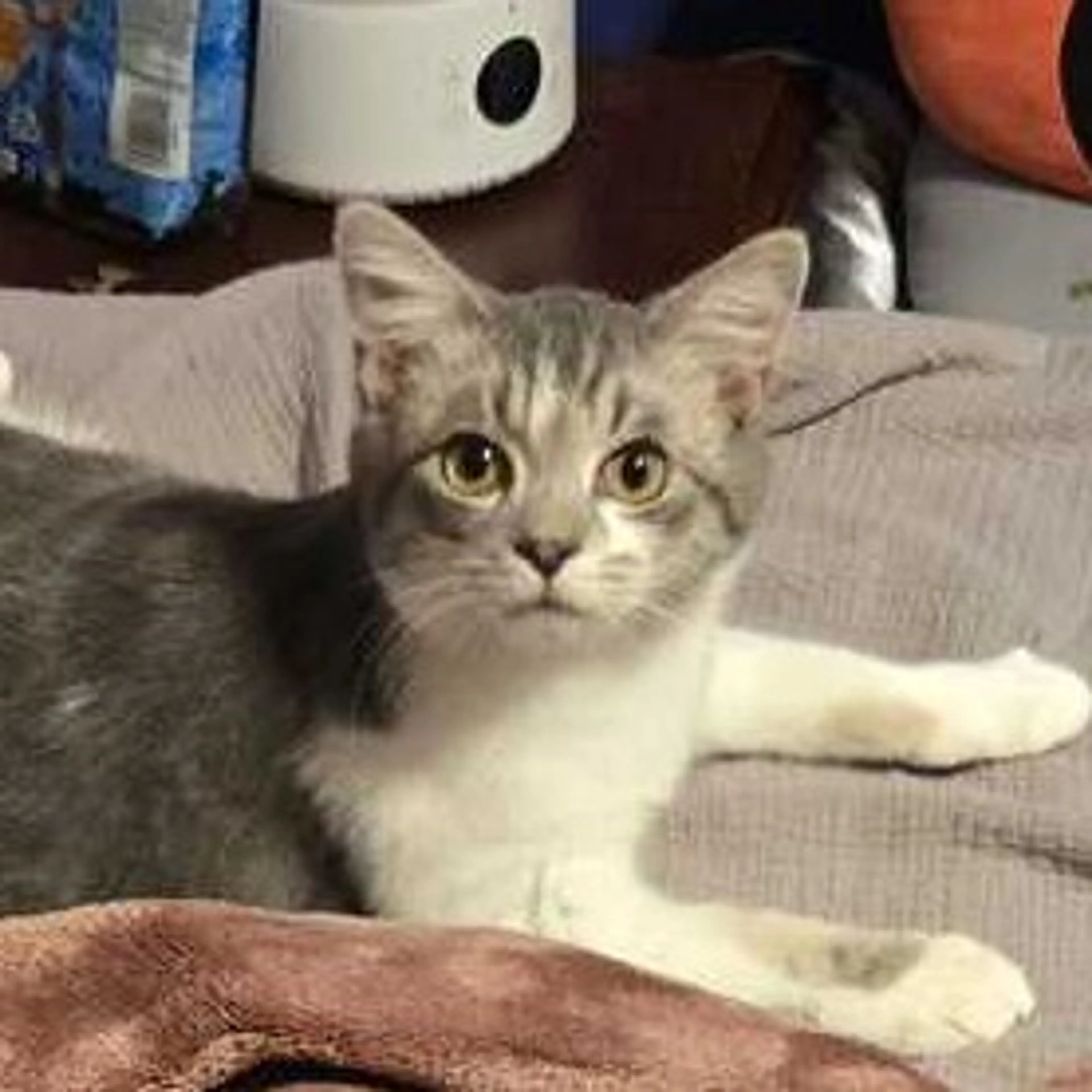 Found pet-0