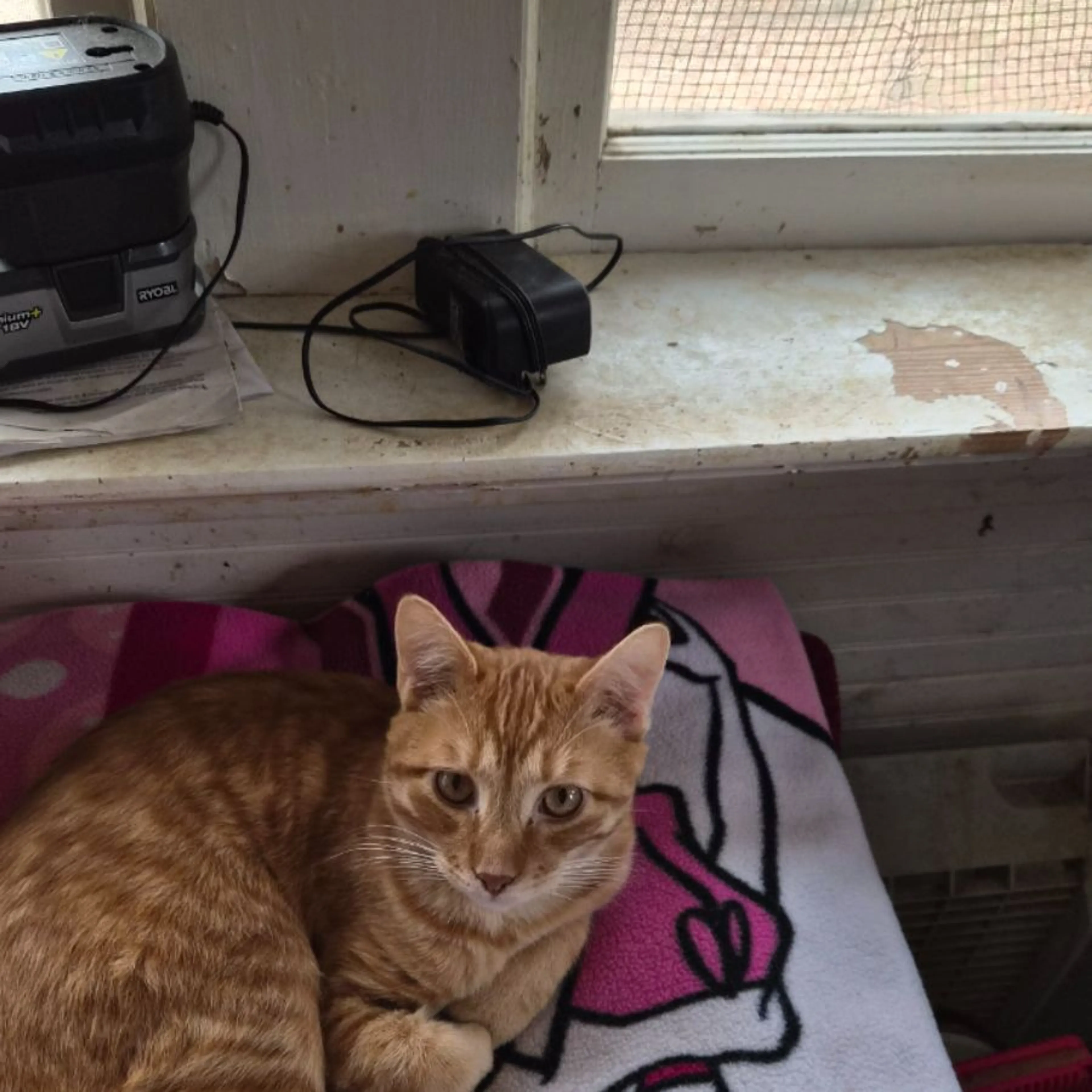 Lost pet