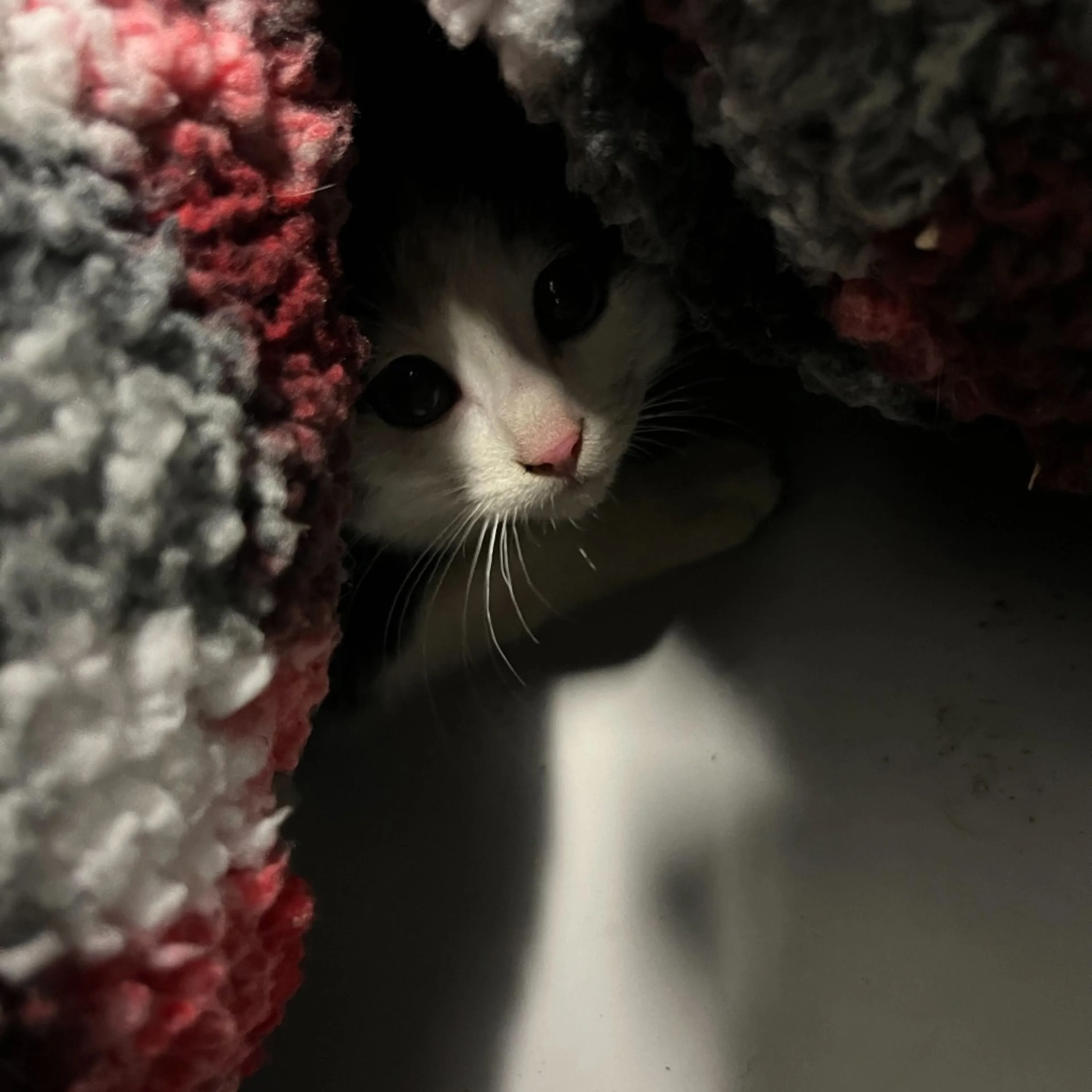 Found pet-0
