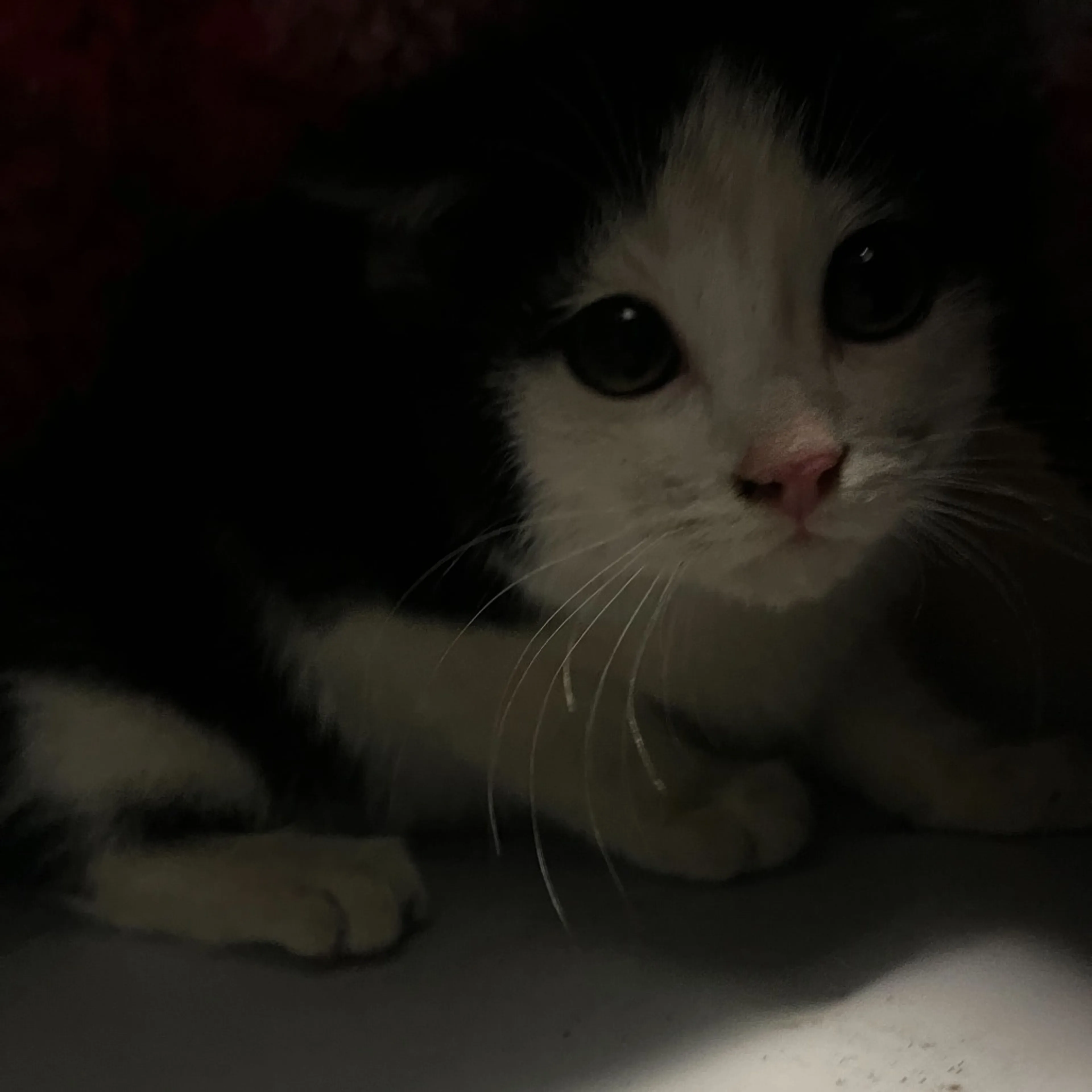 Found pet-2