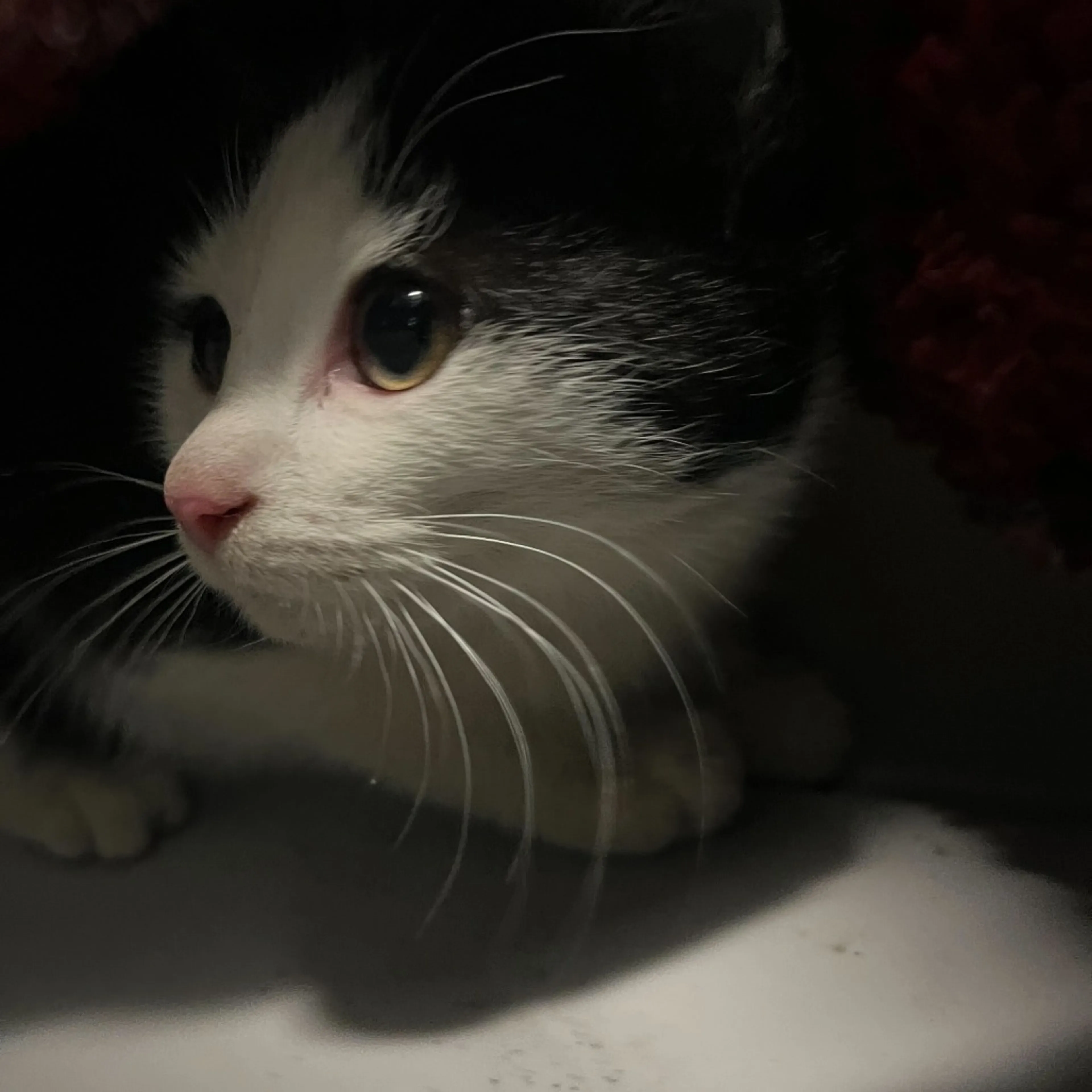 Found pet-1