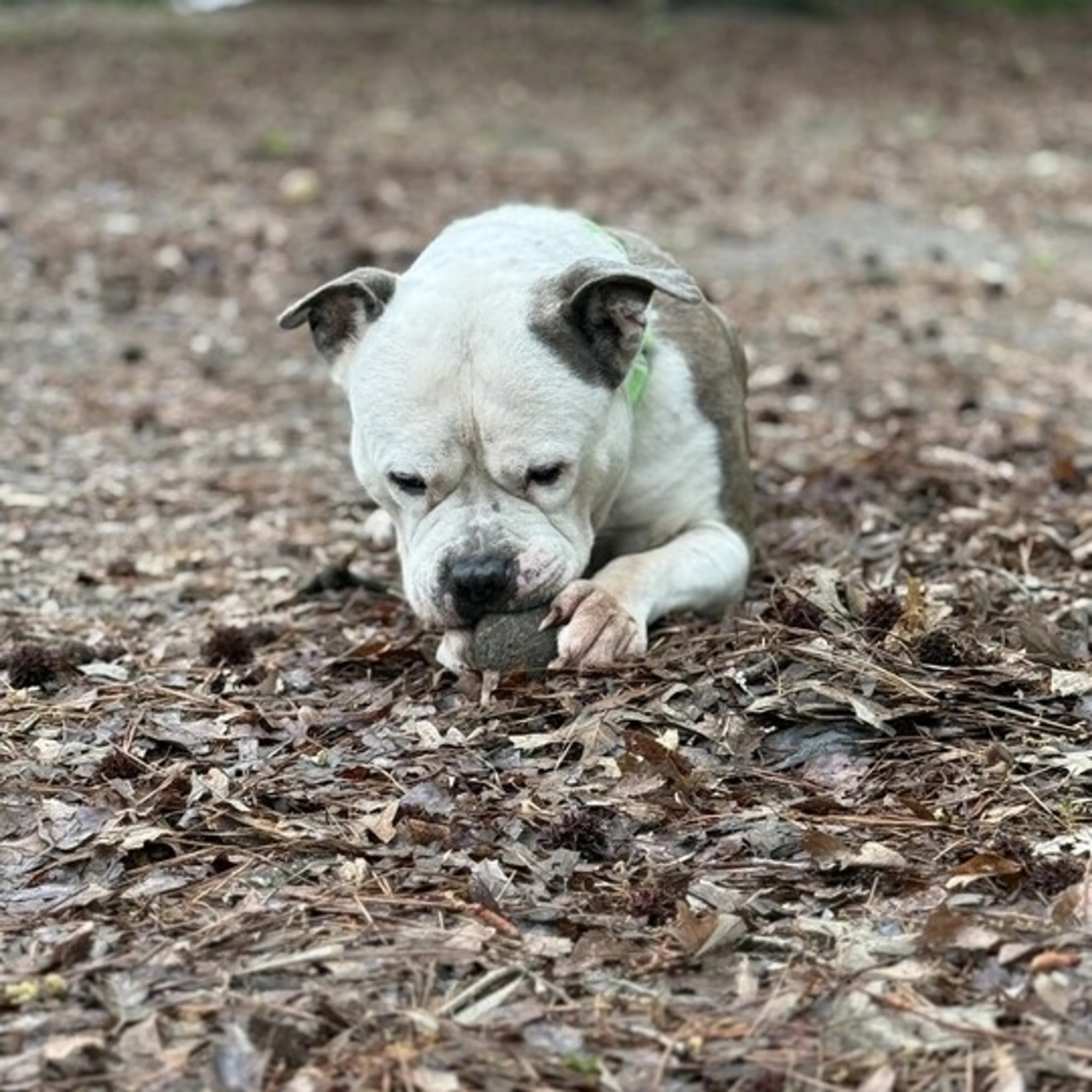Found pet-9