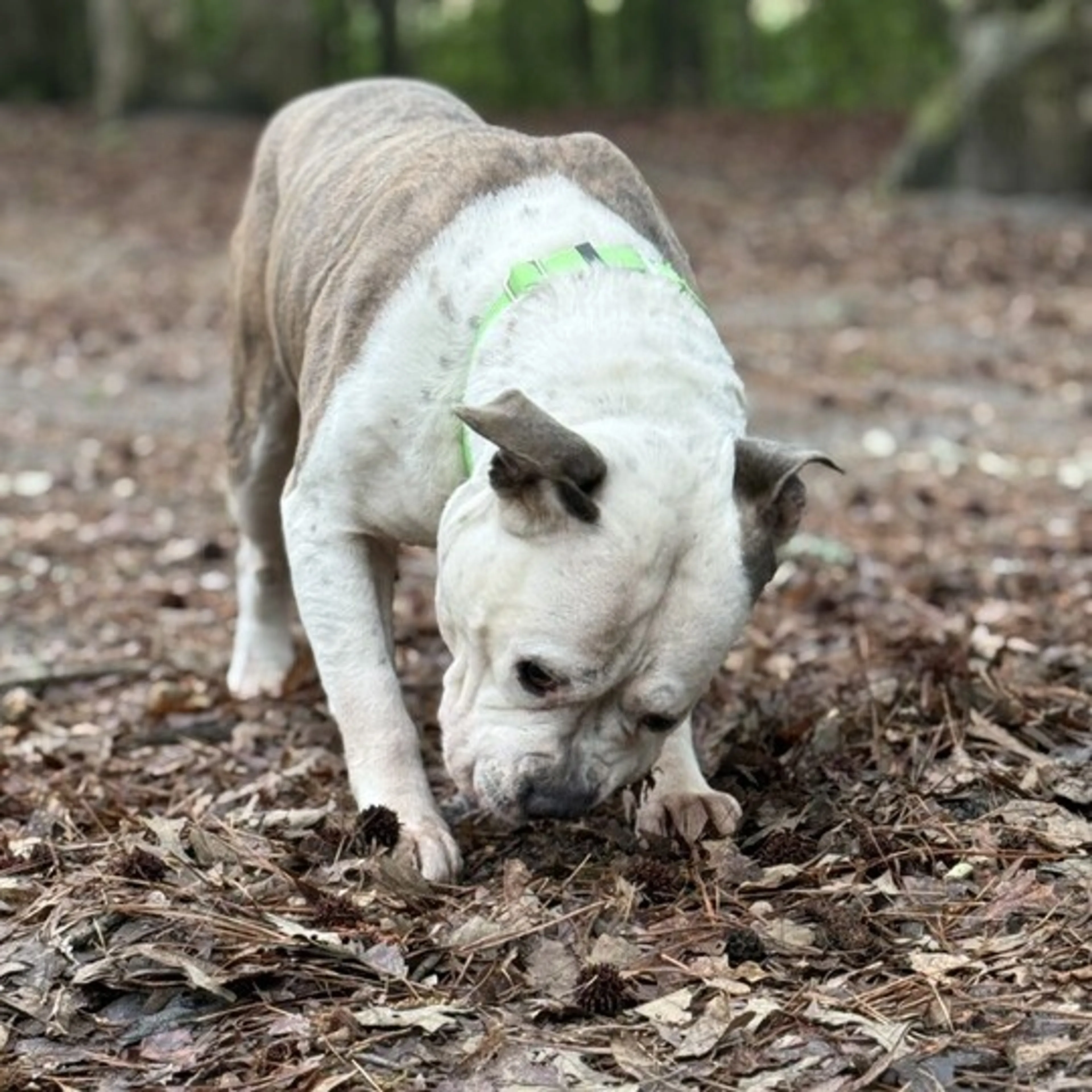 Found pet-8
