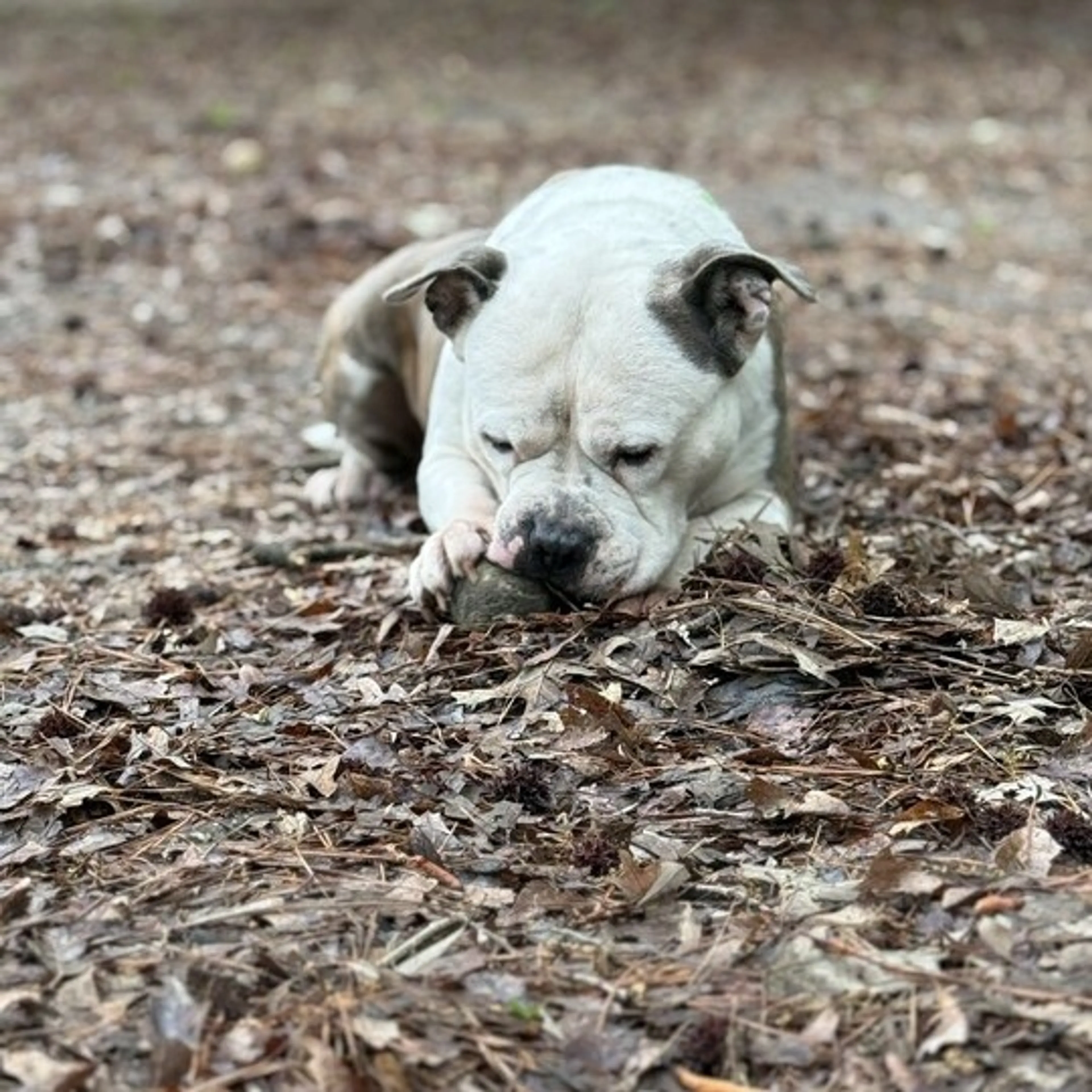 Found pet-7