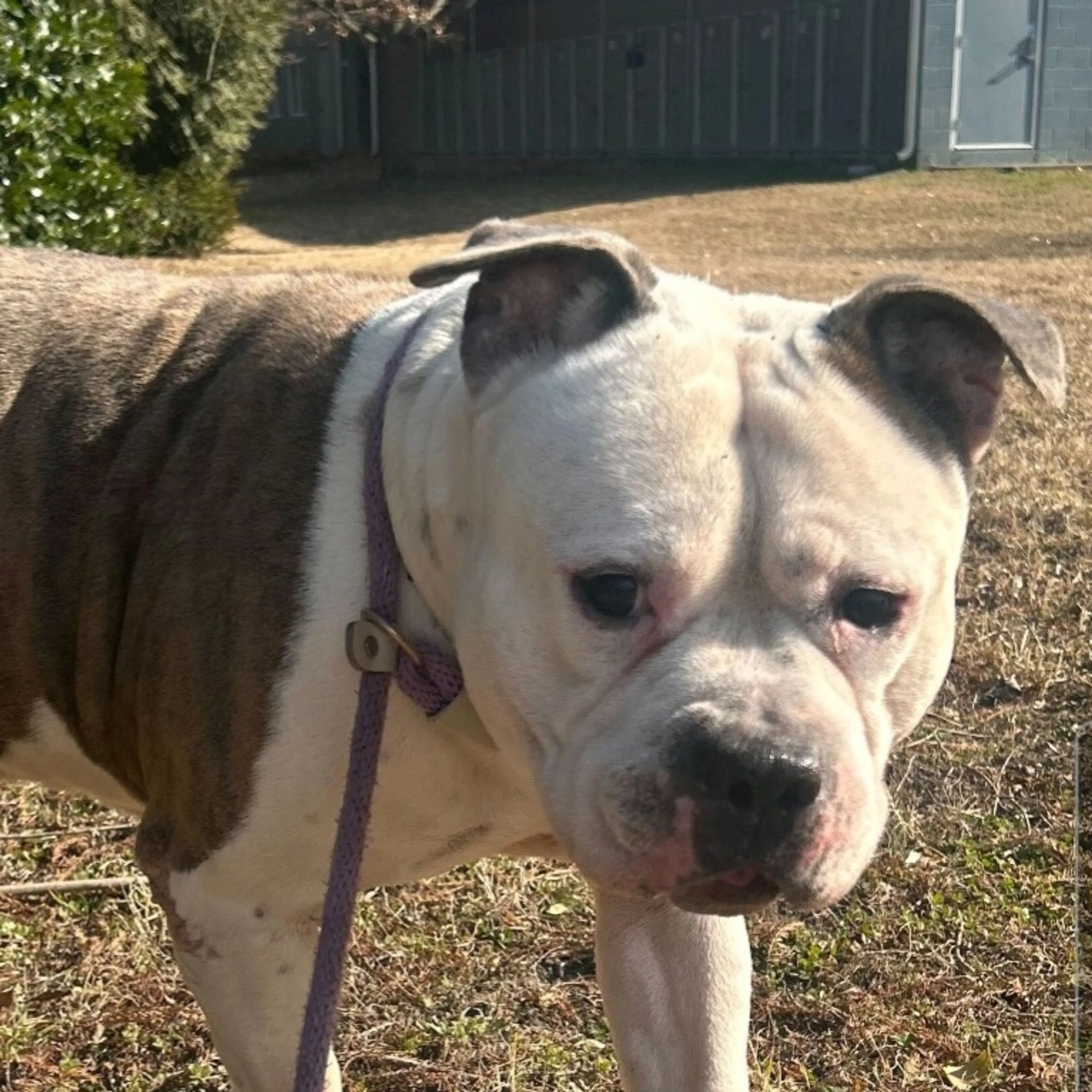 Found pet-6
