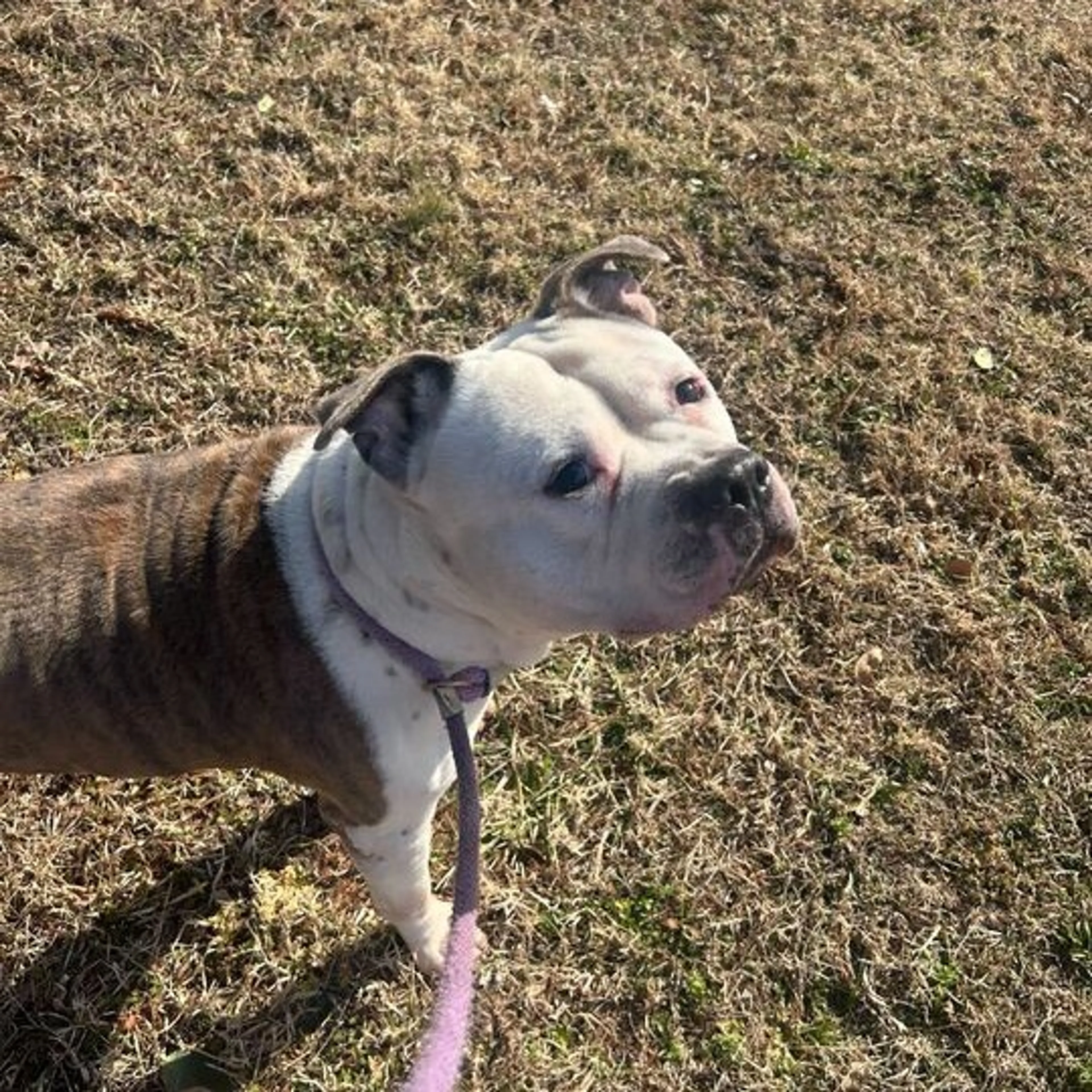 Found pet-4