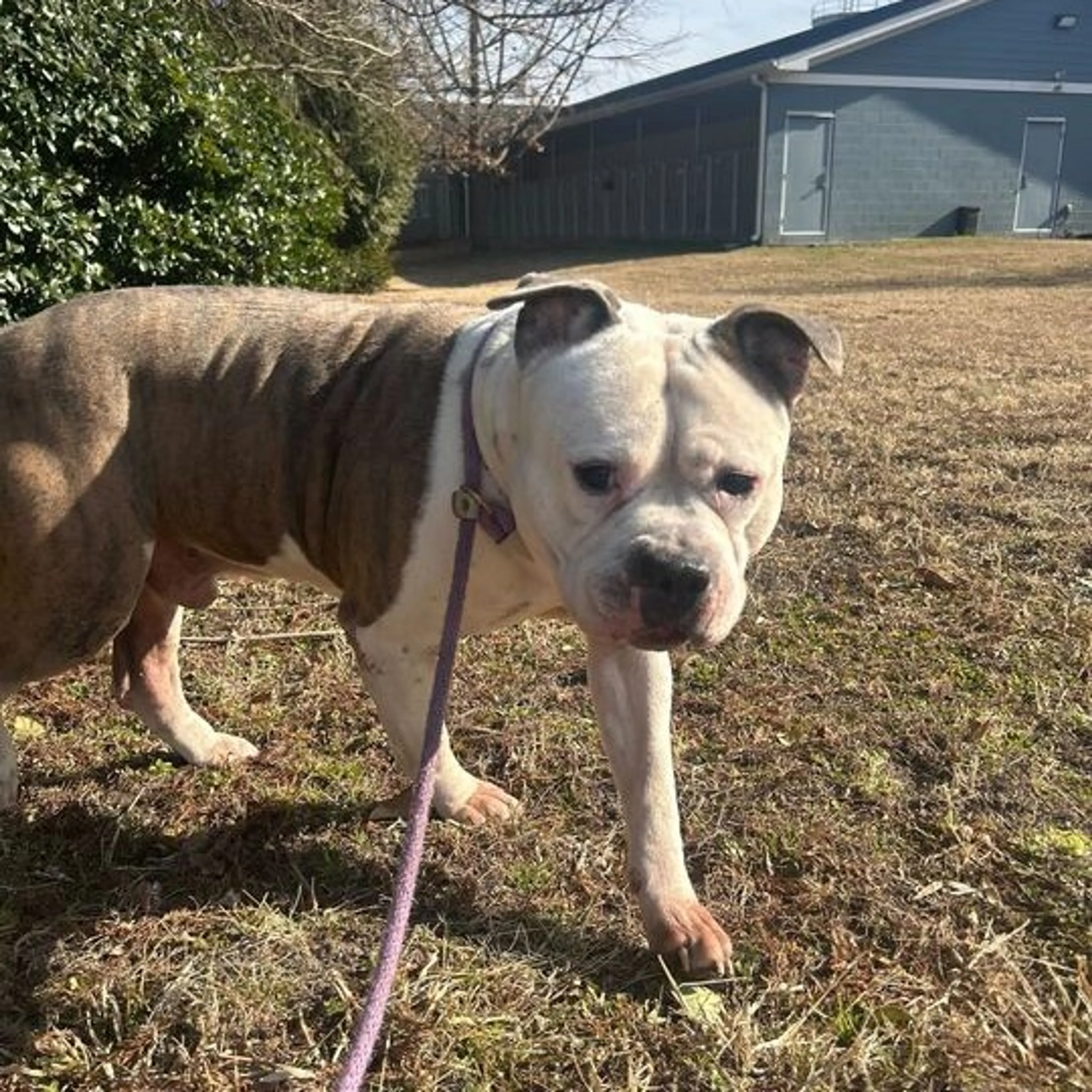 Found pet-2
