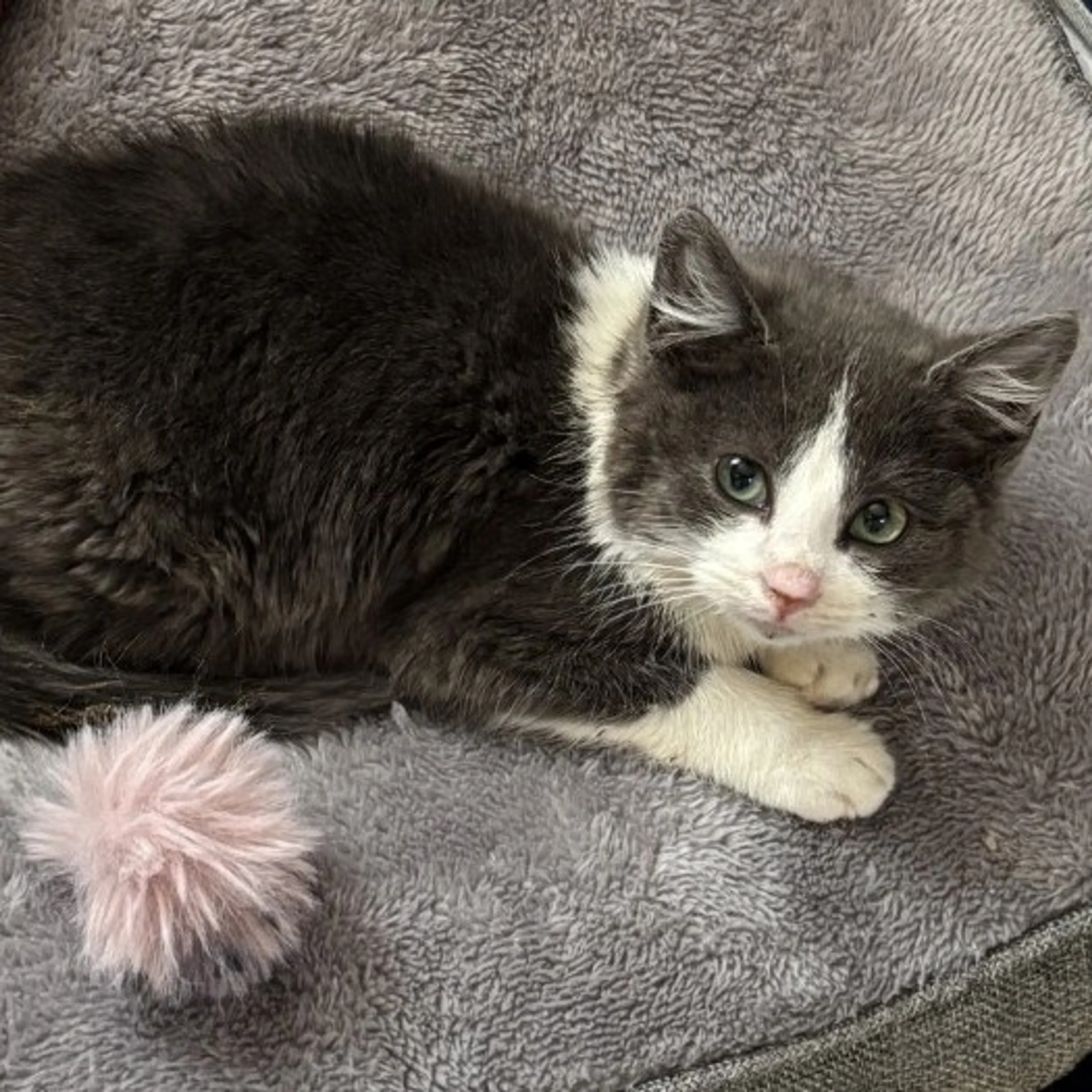 Found pet-3
