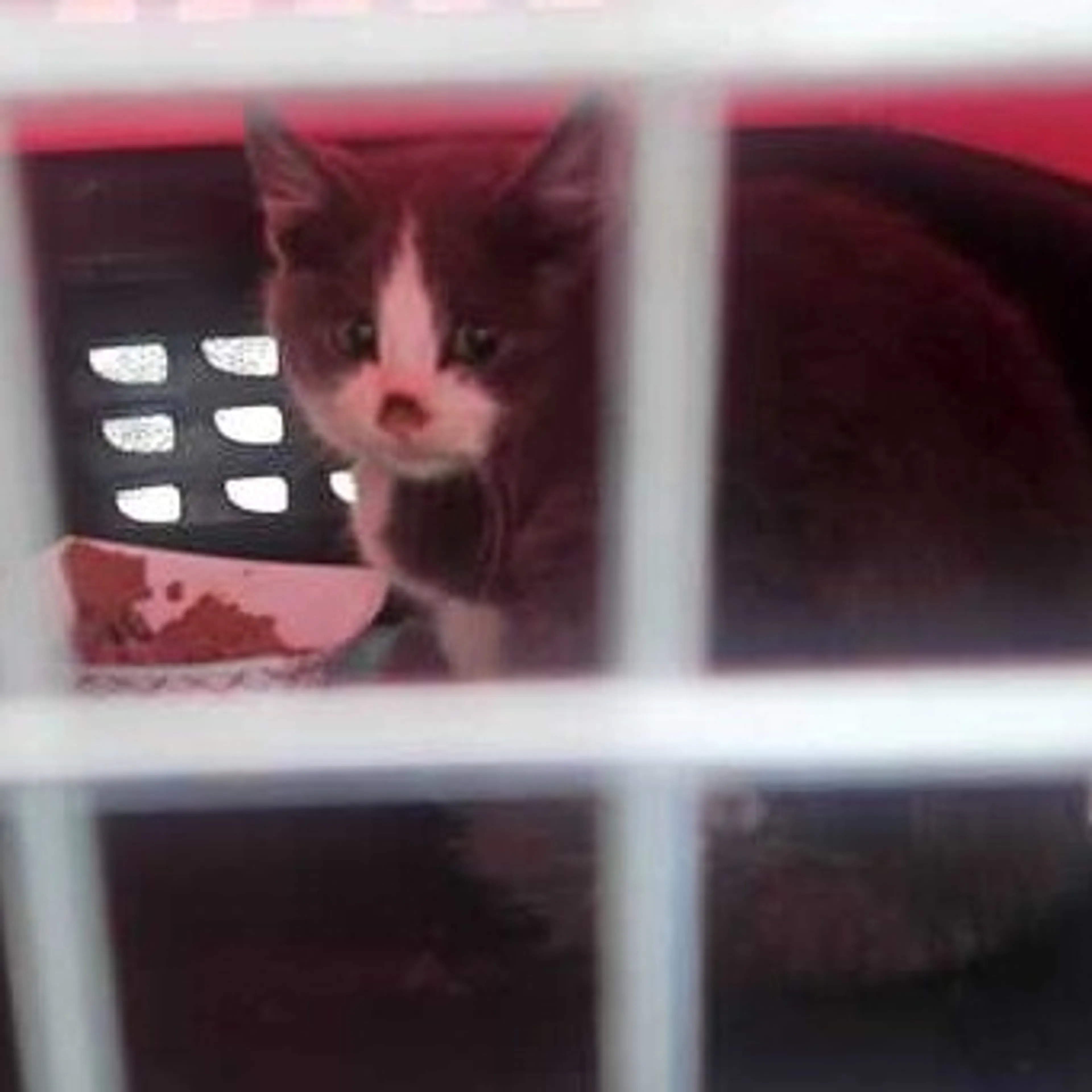 Found pet-1