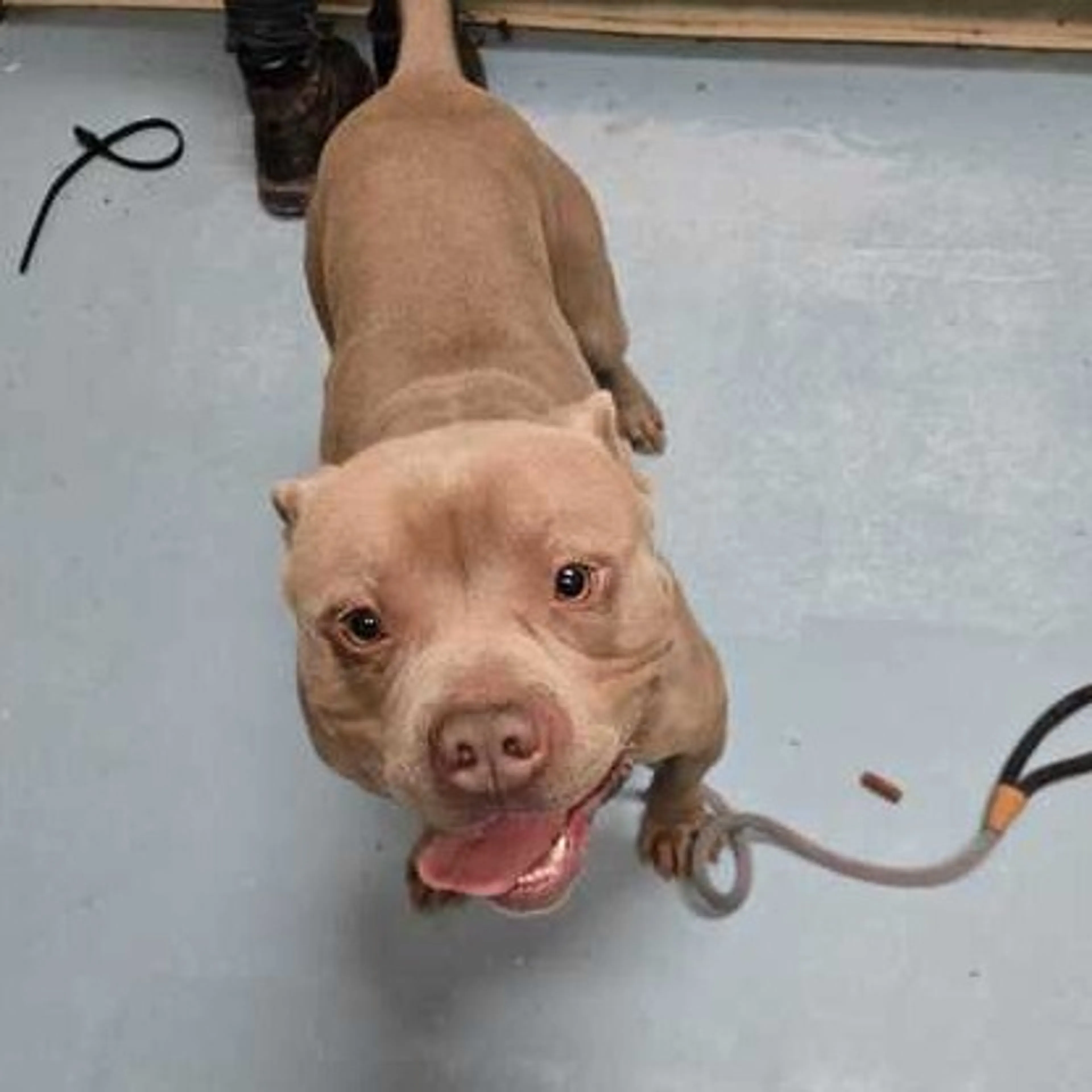 Found pet-1