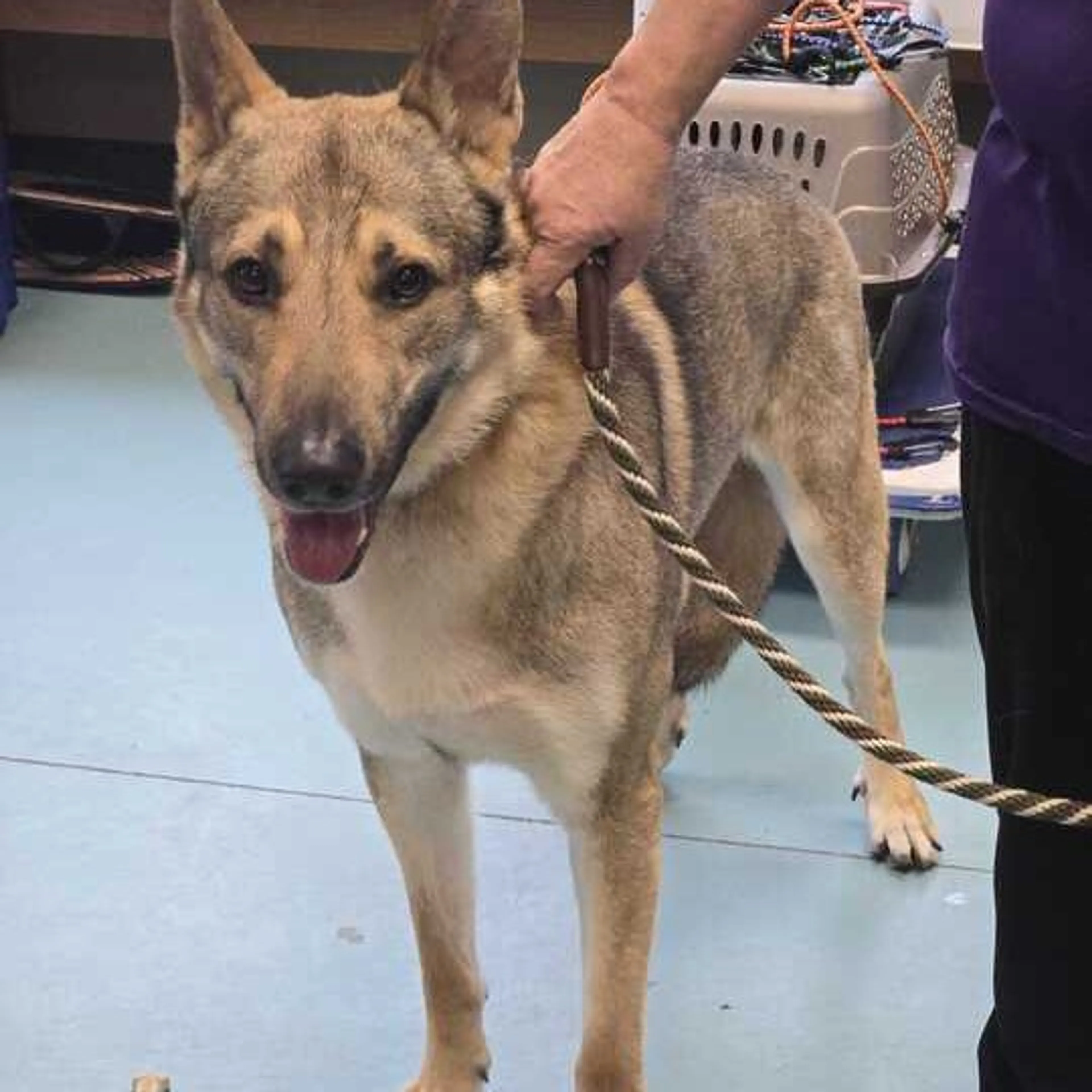 Found pet-1