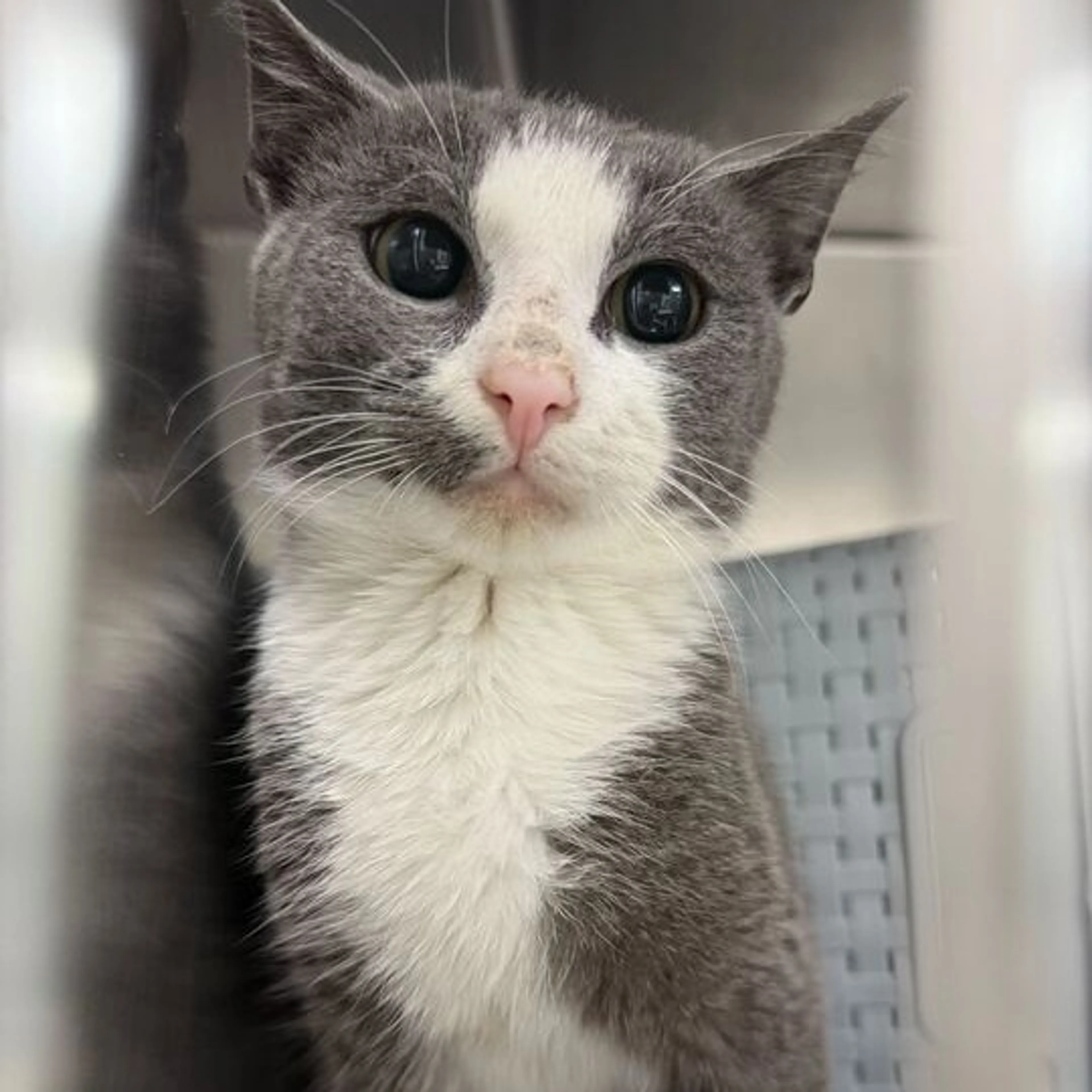Found pet-1