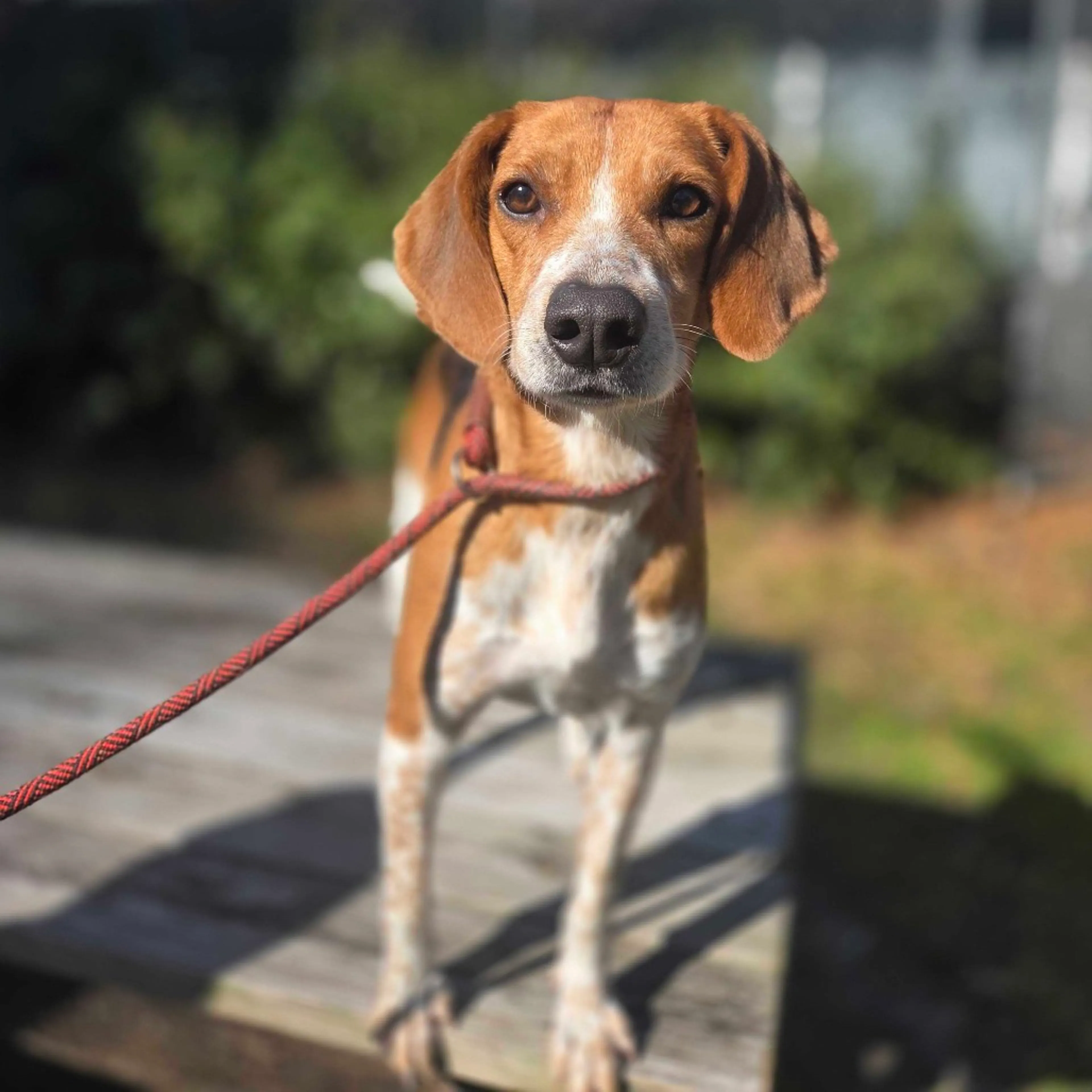 Found pet-2