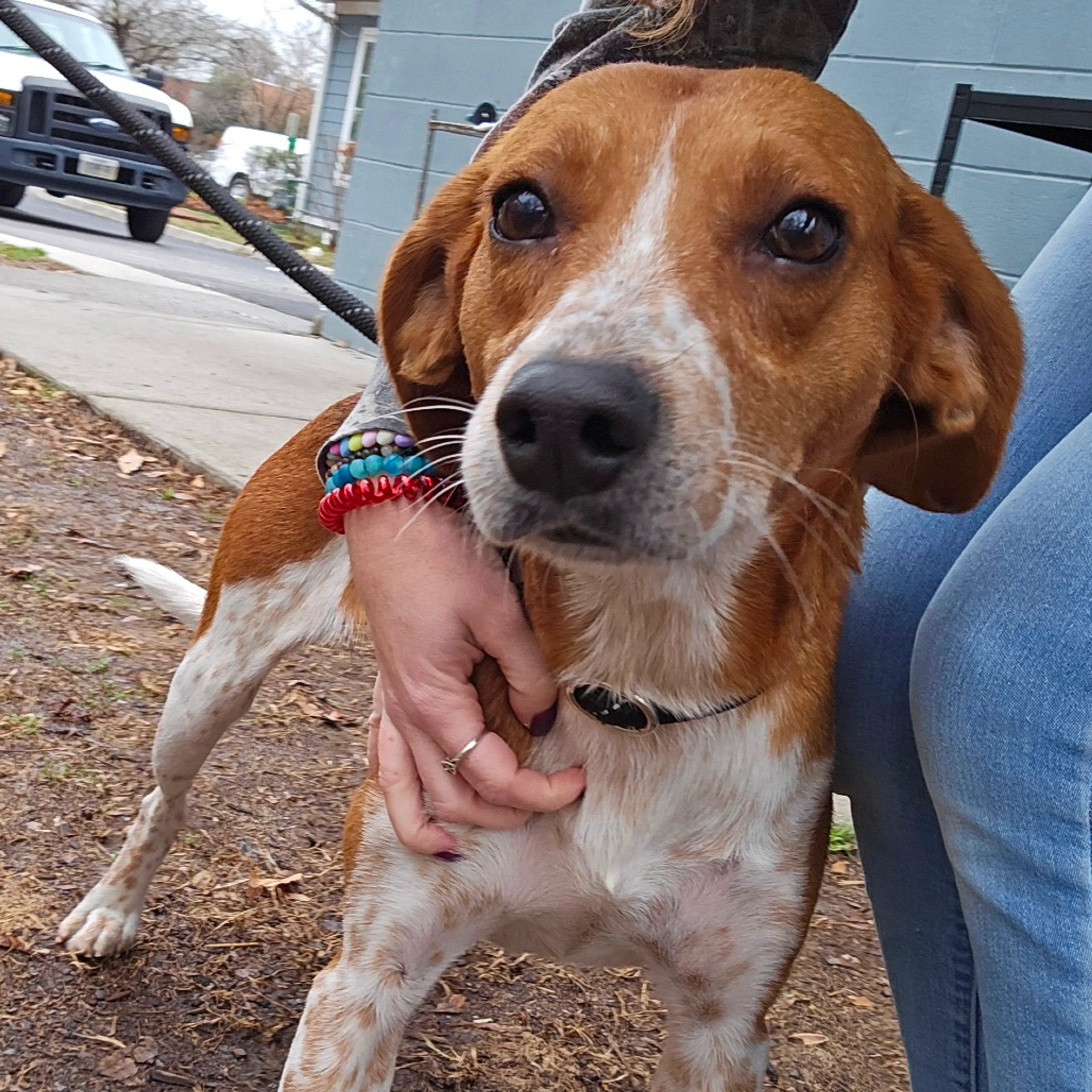Found pet-1