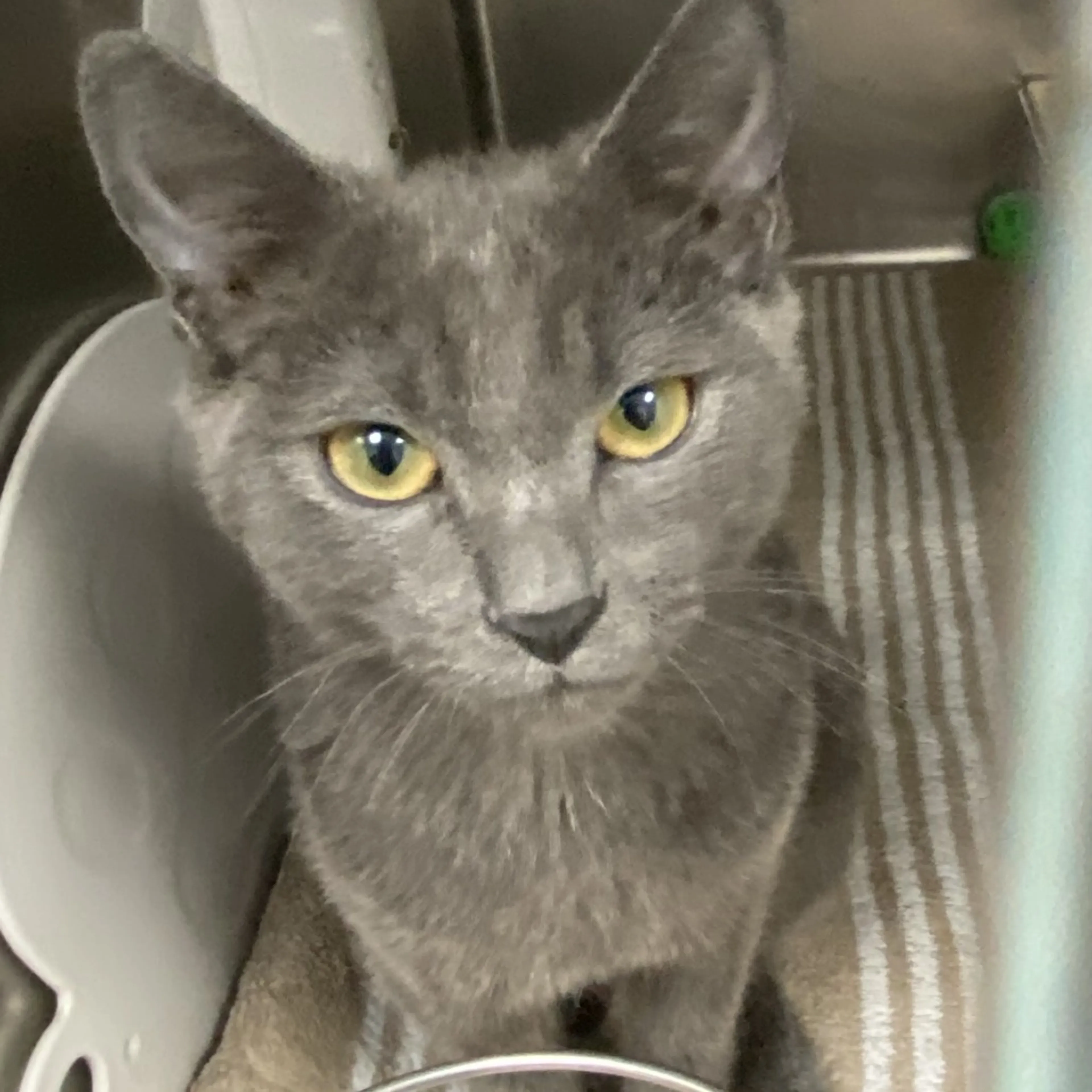 Found pet