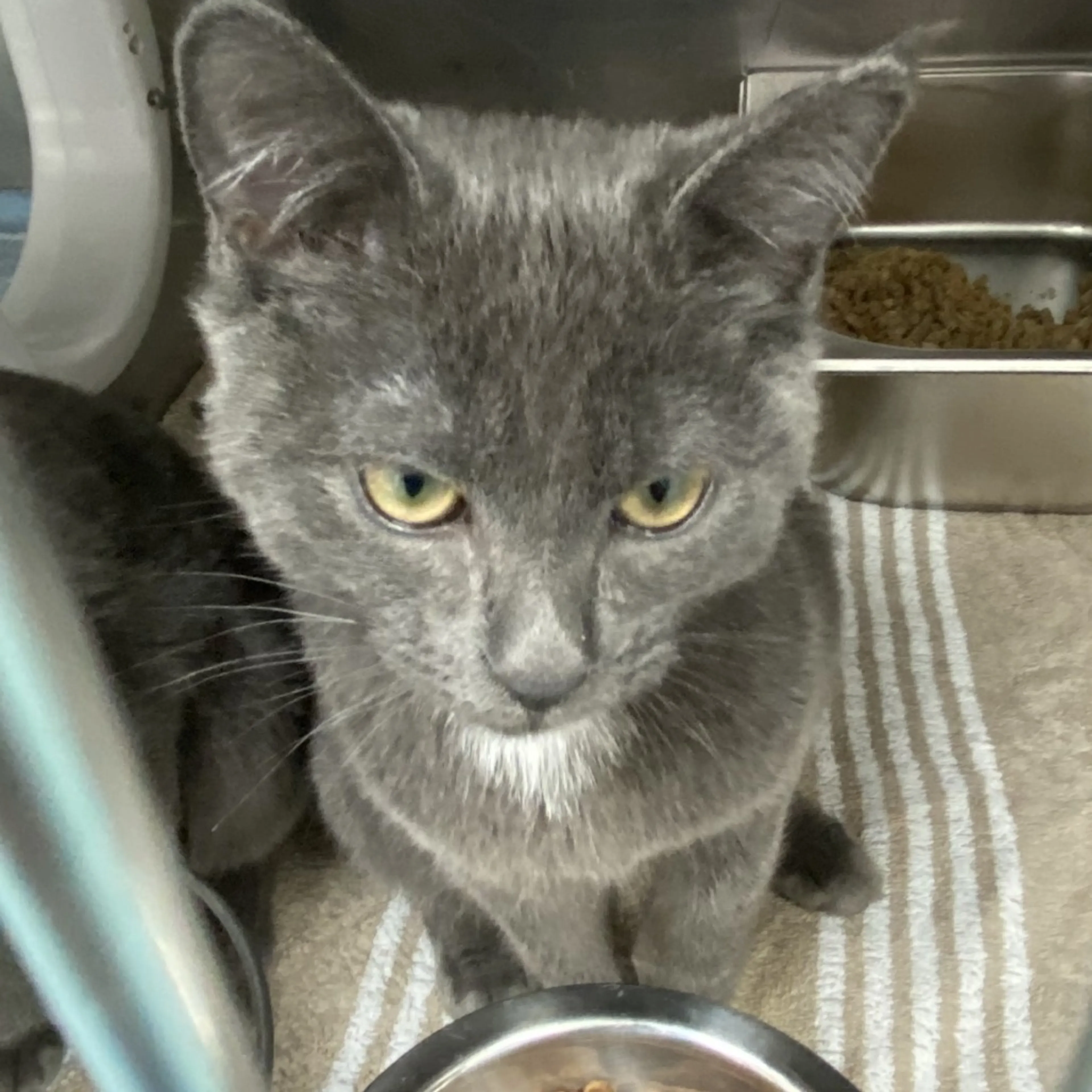 Found pet