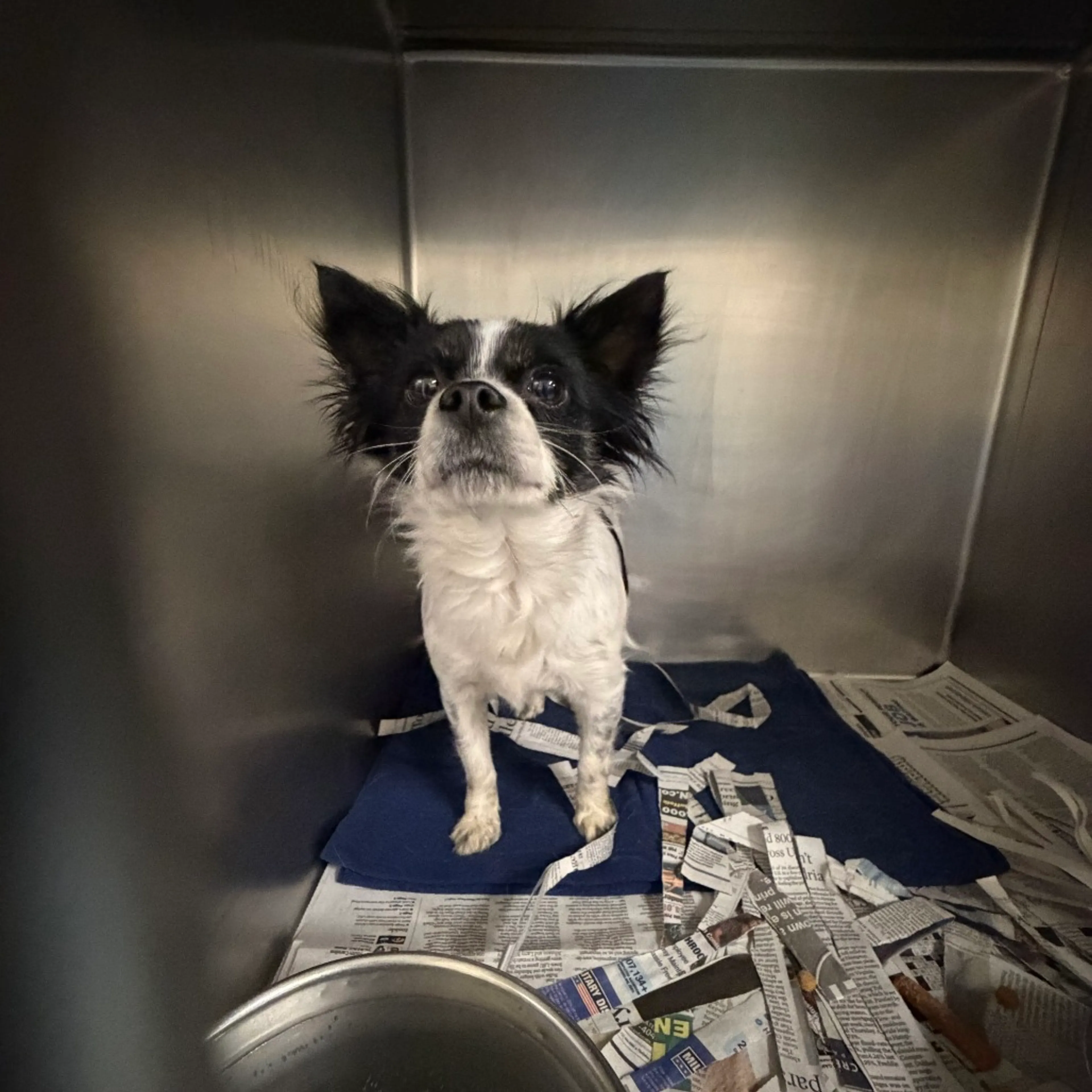 Found pet-1