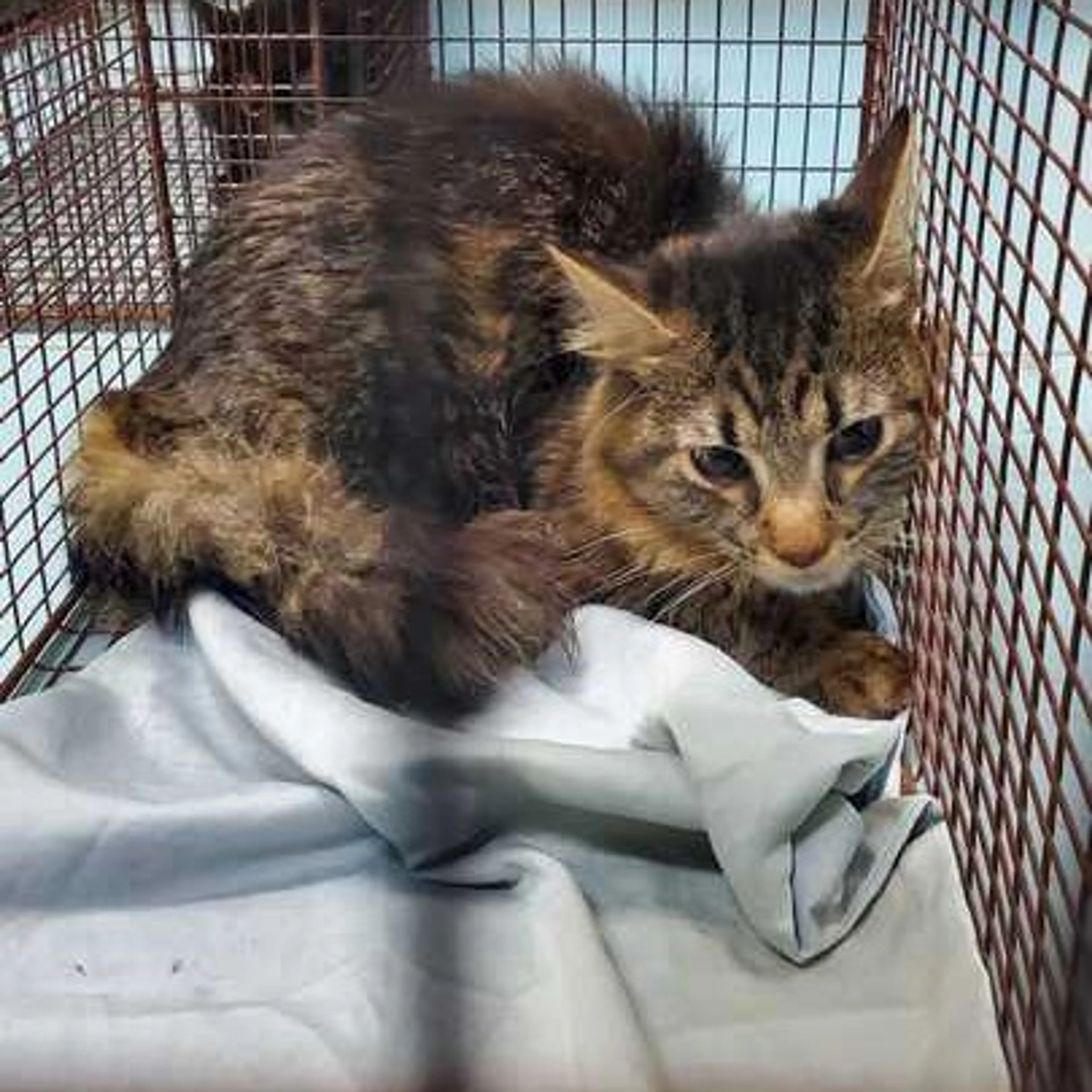 Found pet