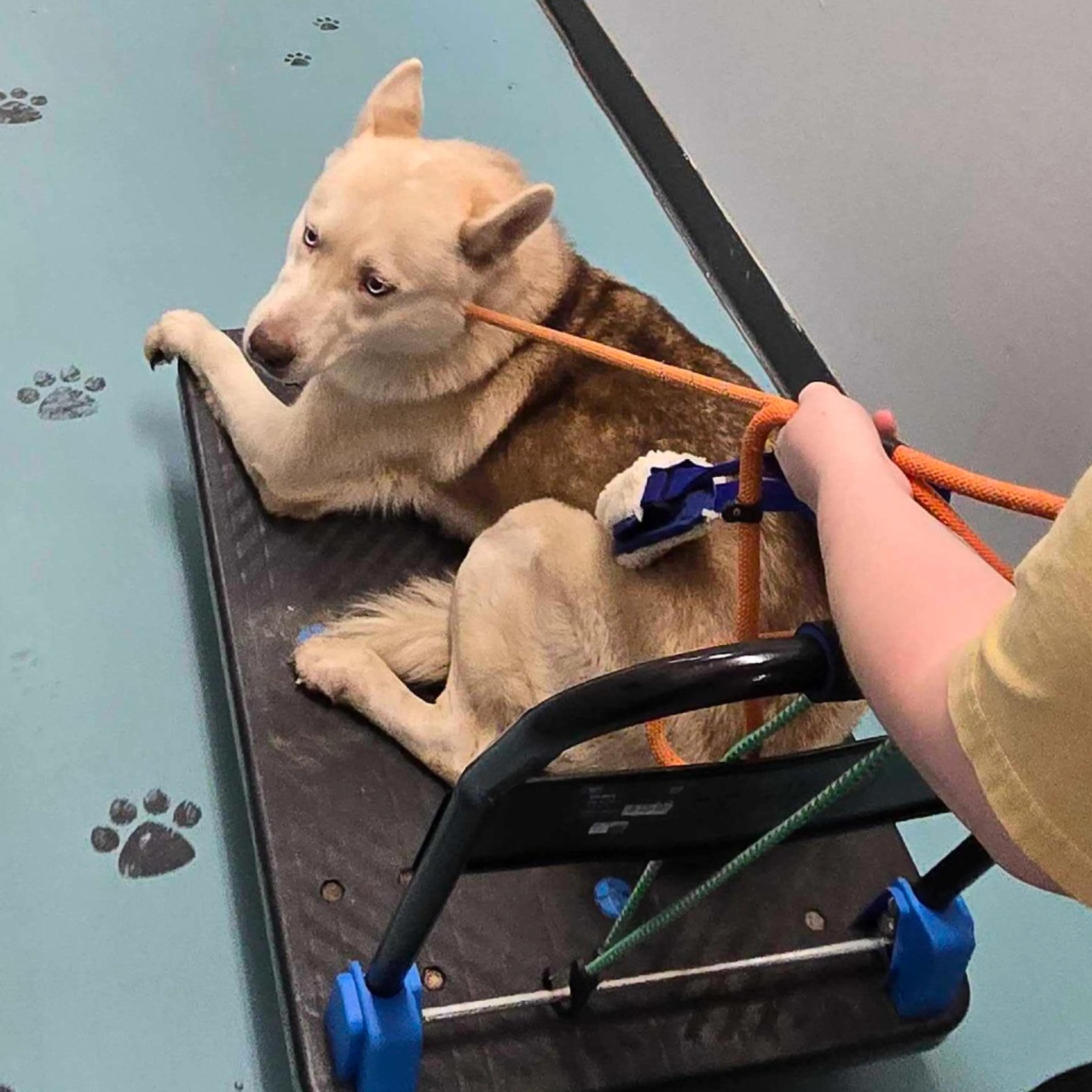 Found pet-2