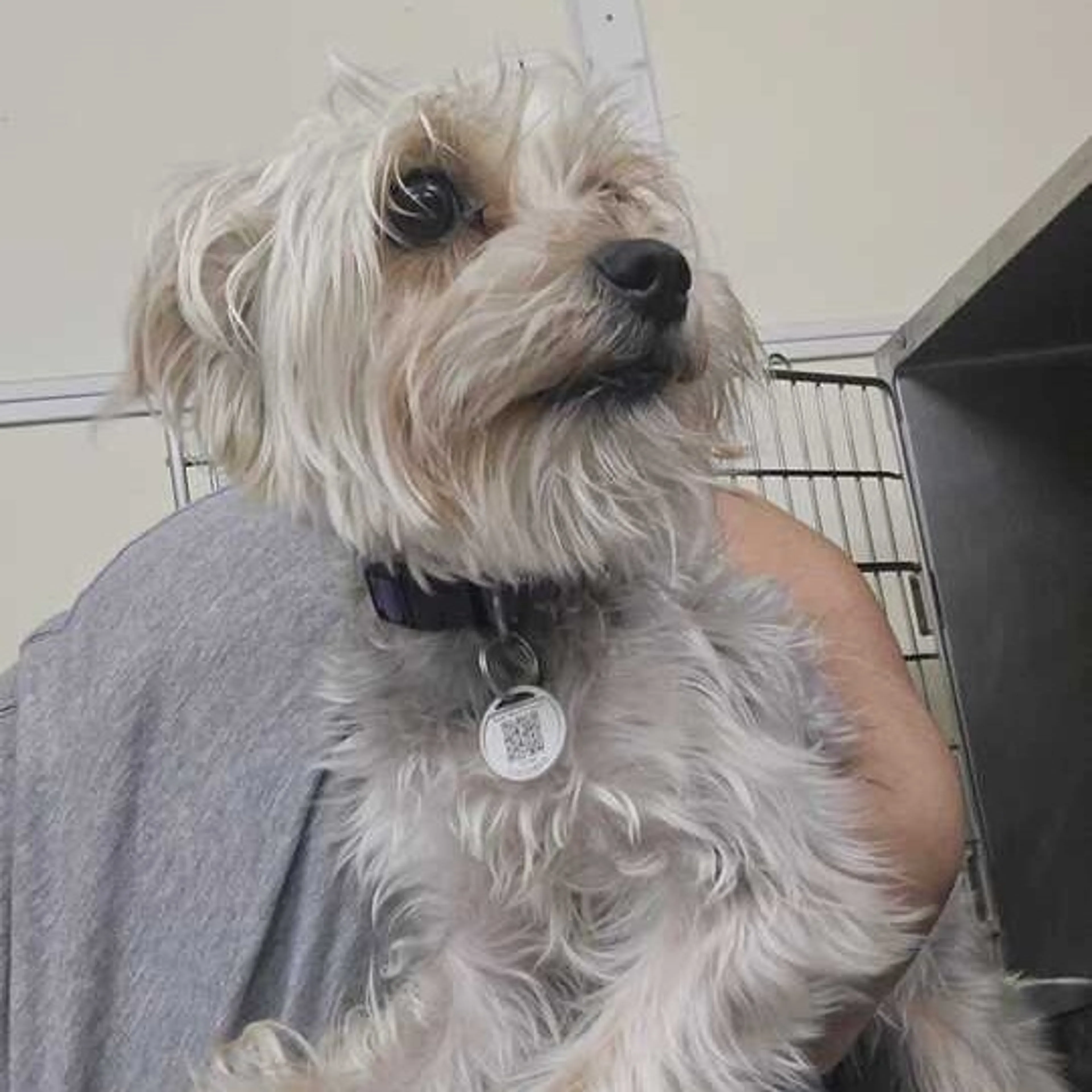 Found pet