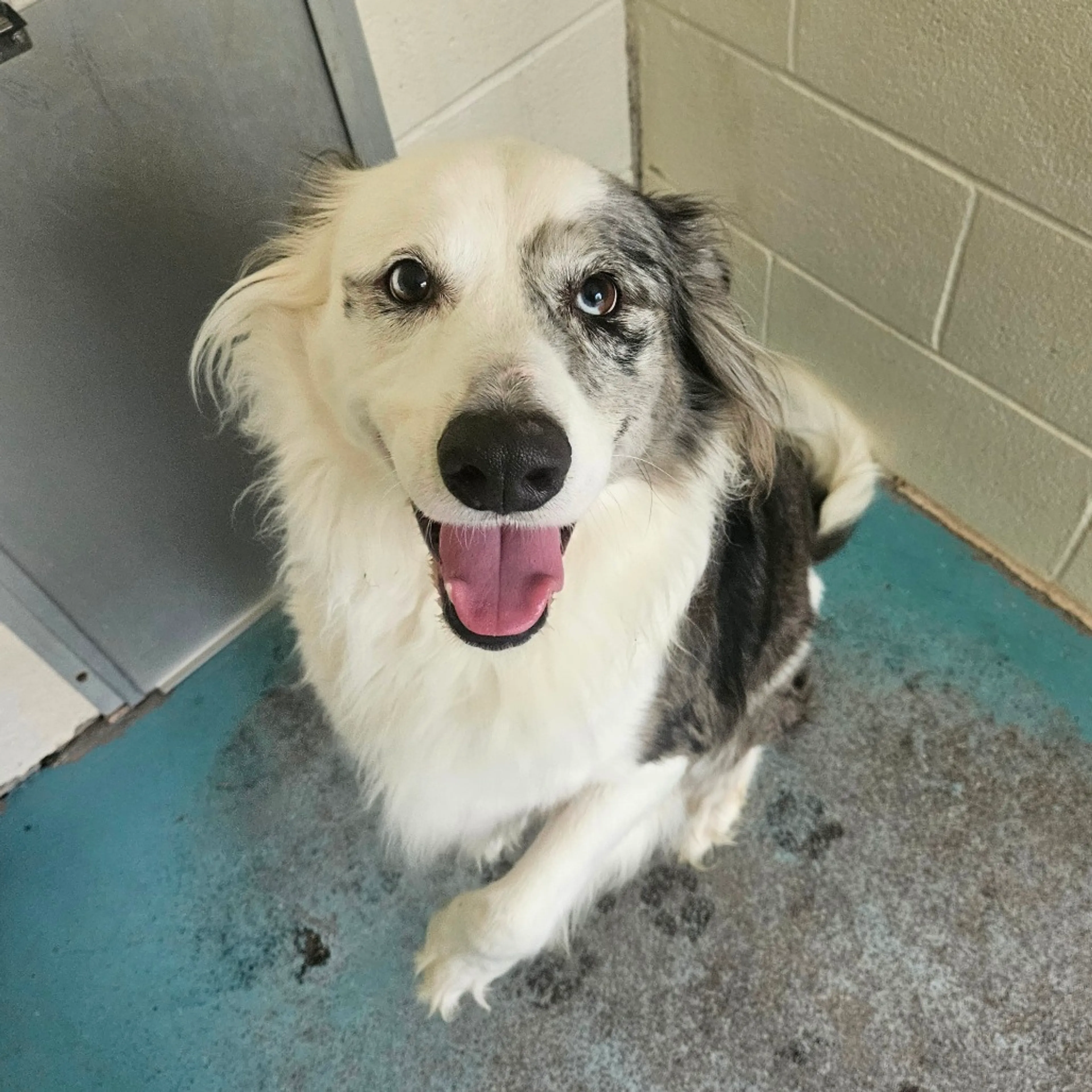 Found pet