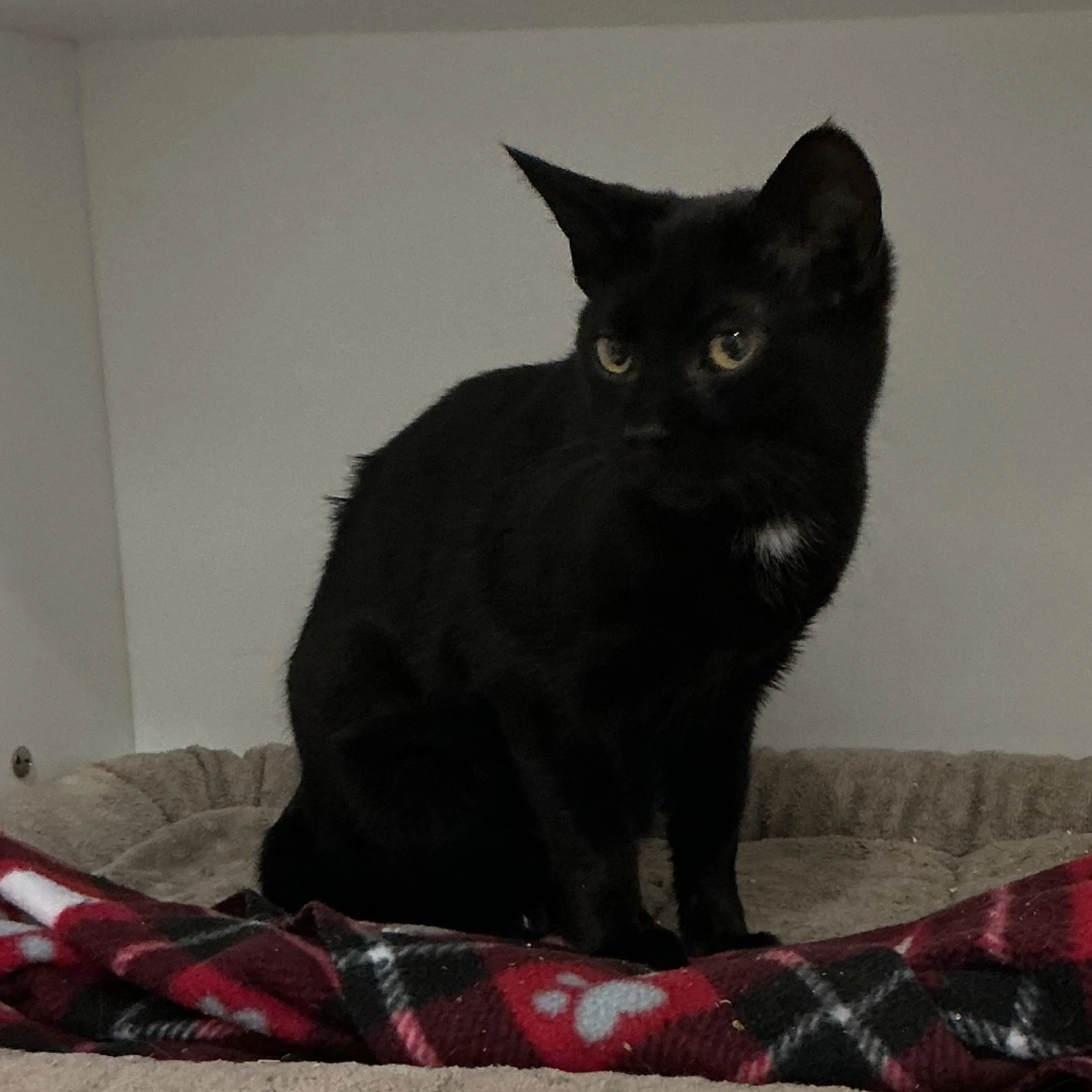 Found pet