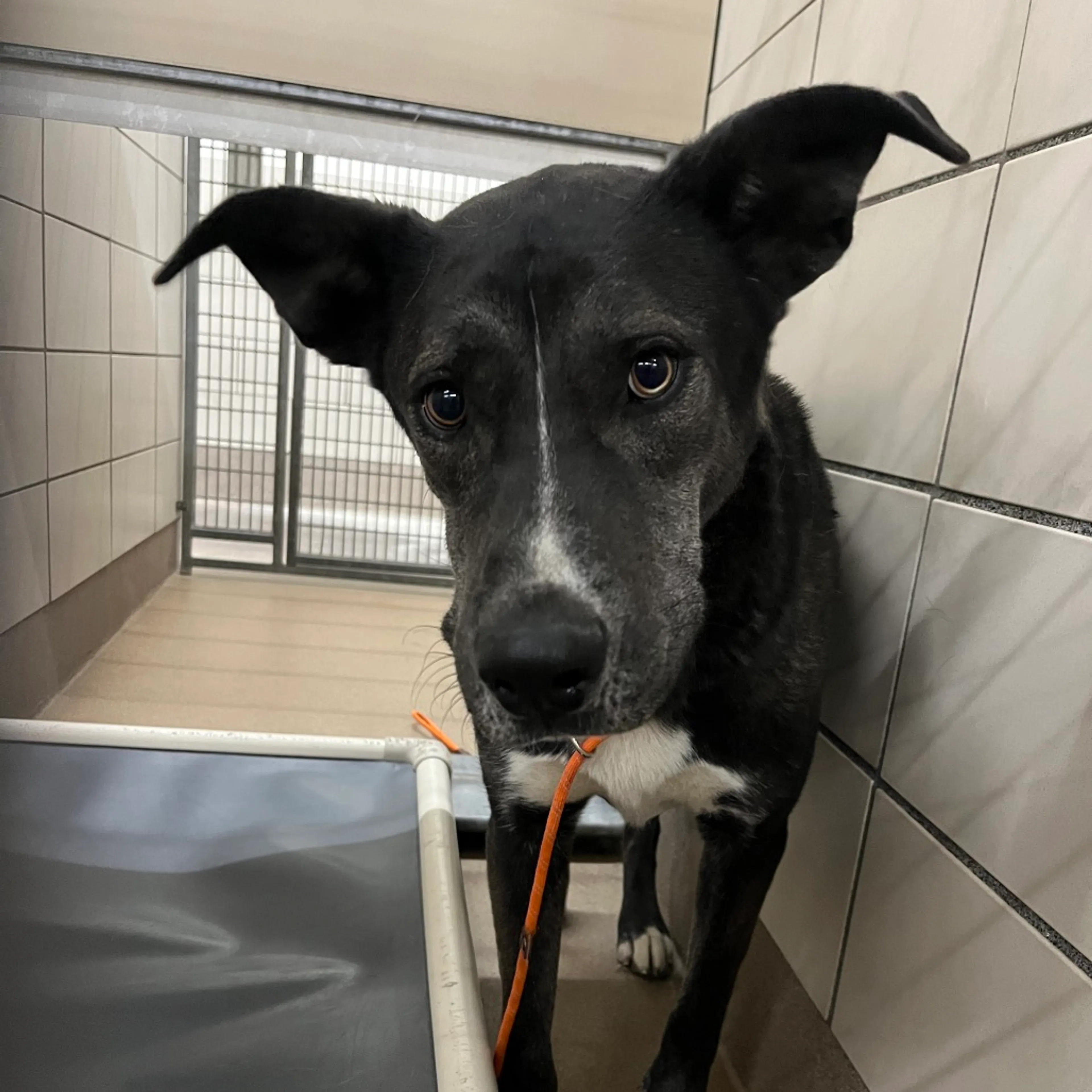 Found pet