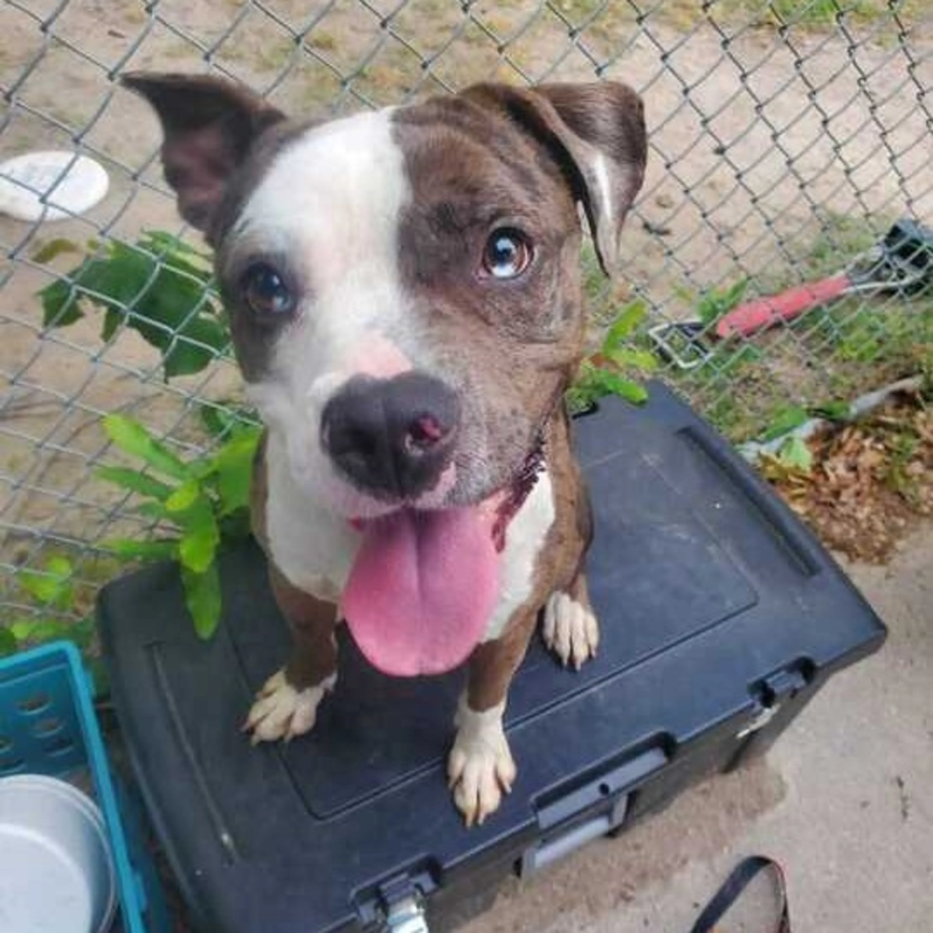 Found pet-1