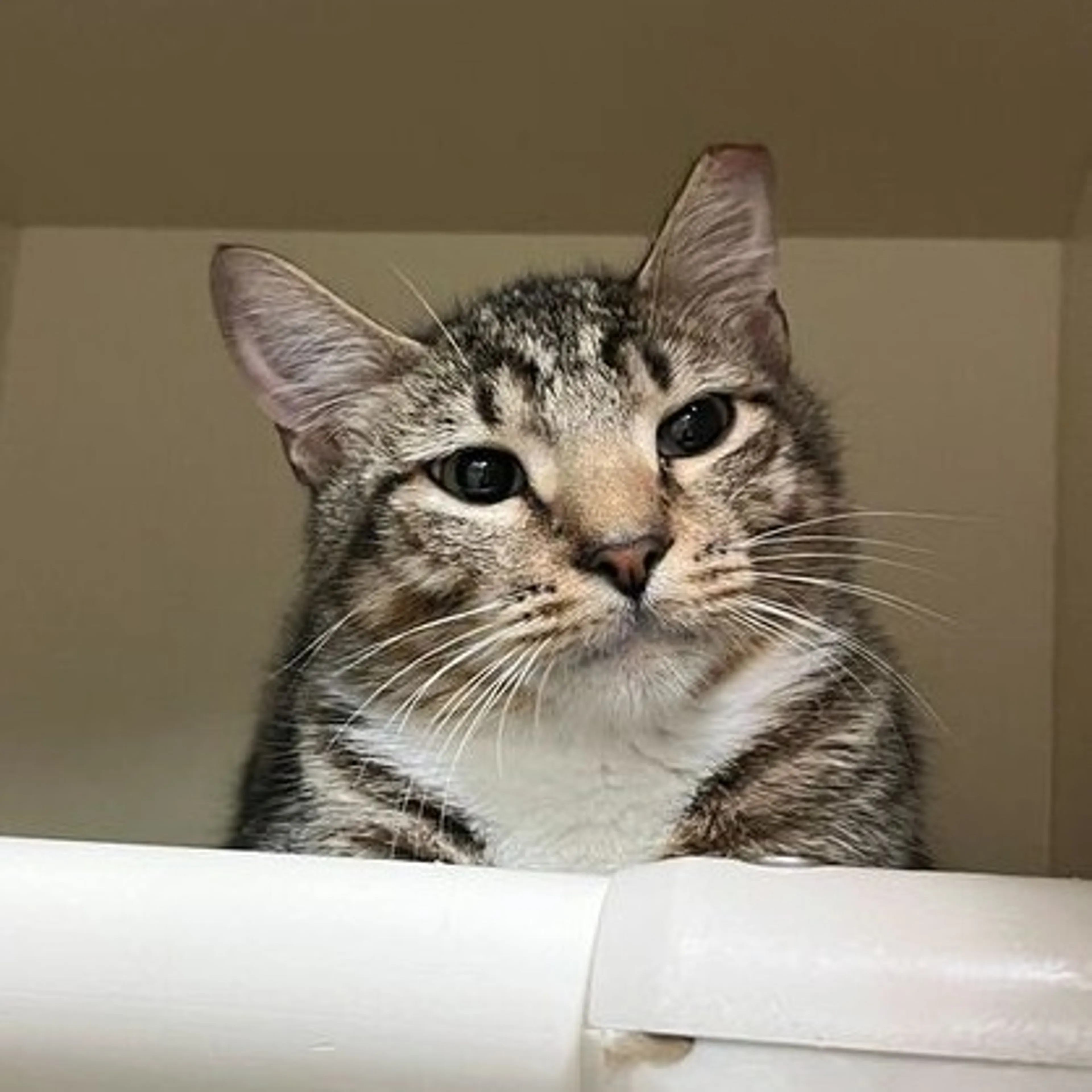 Found pet-0