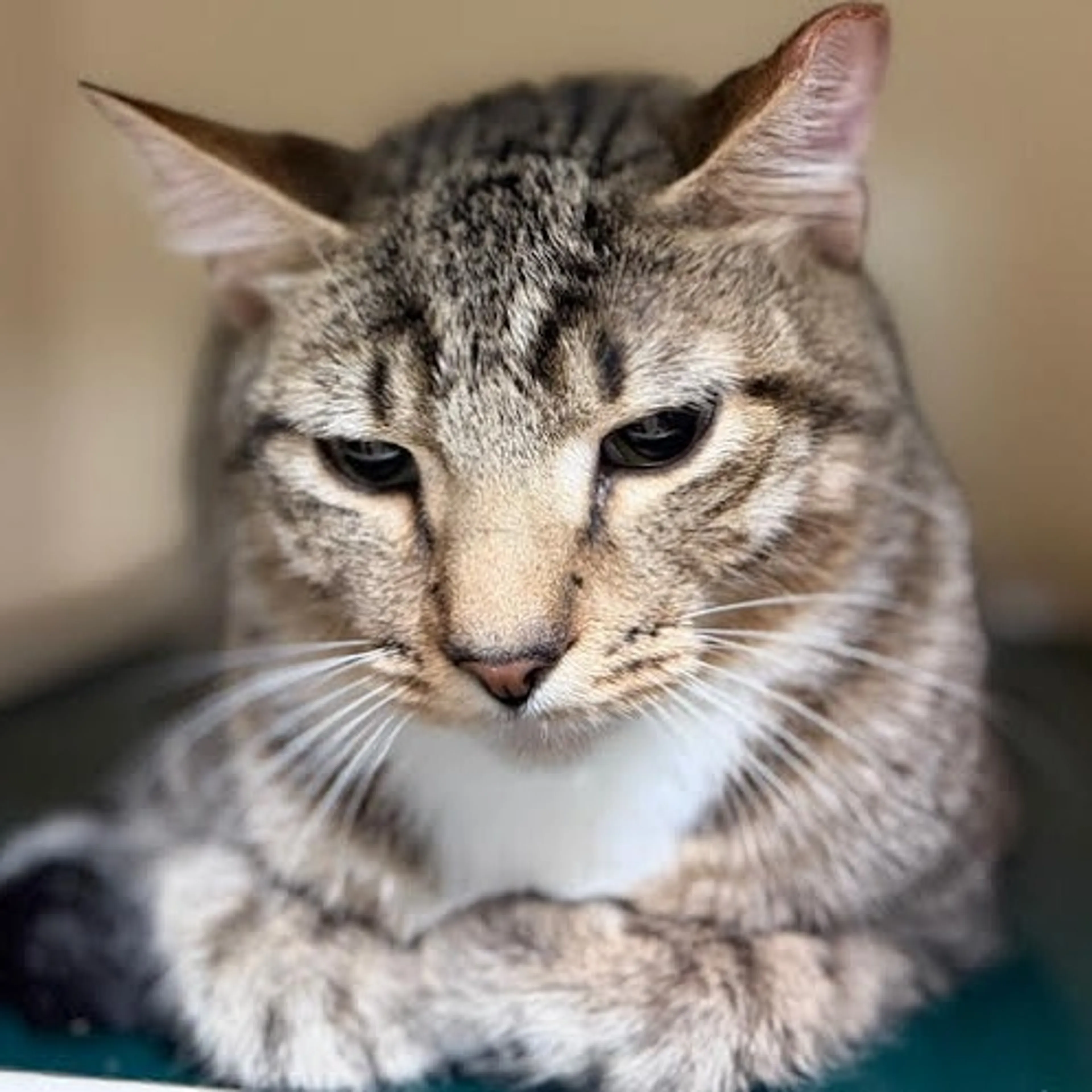 Found pet-1