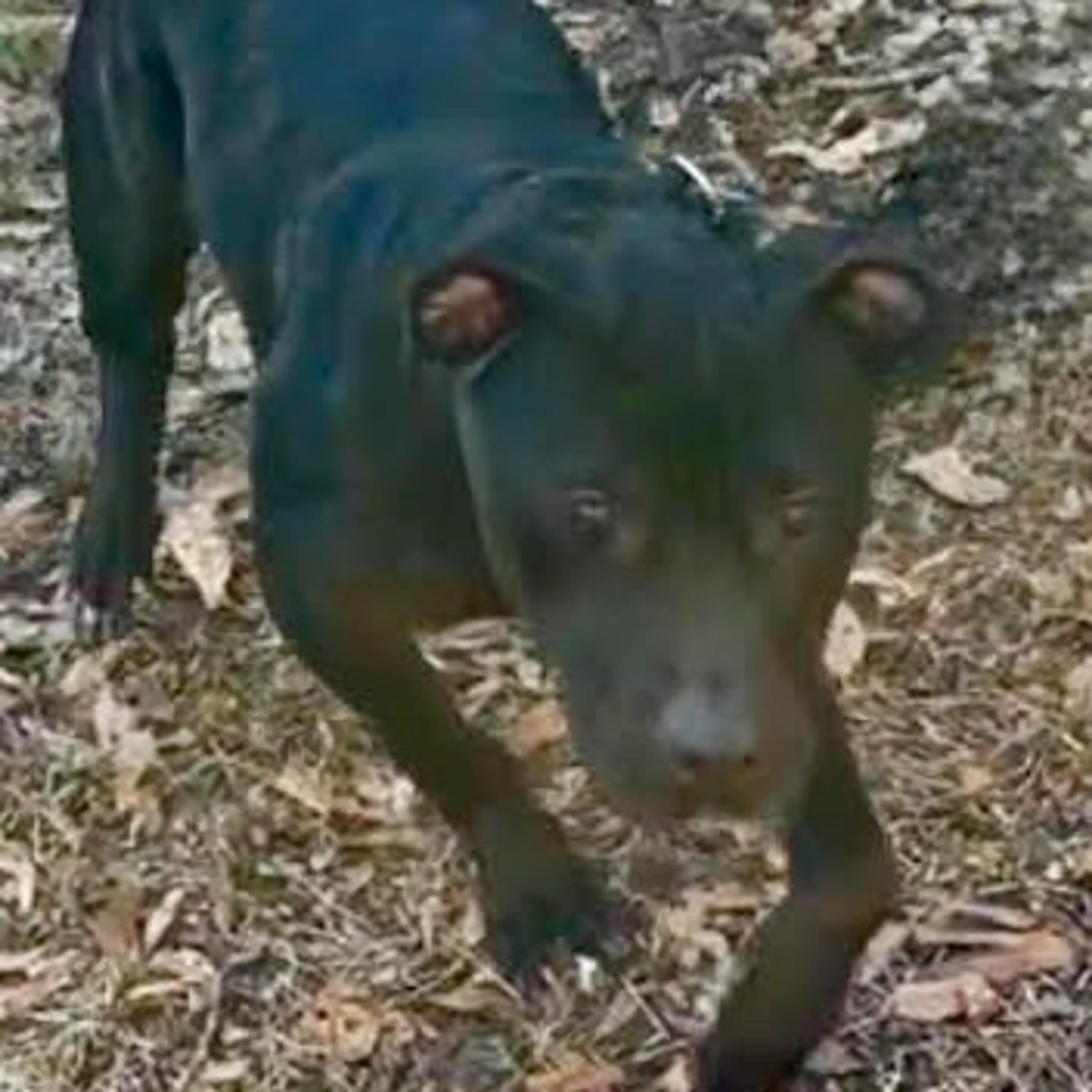 Found pet-1